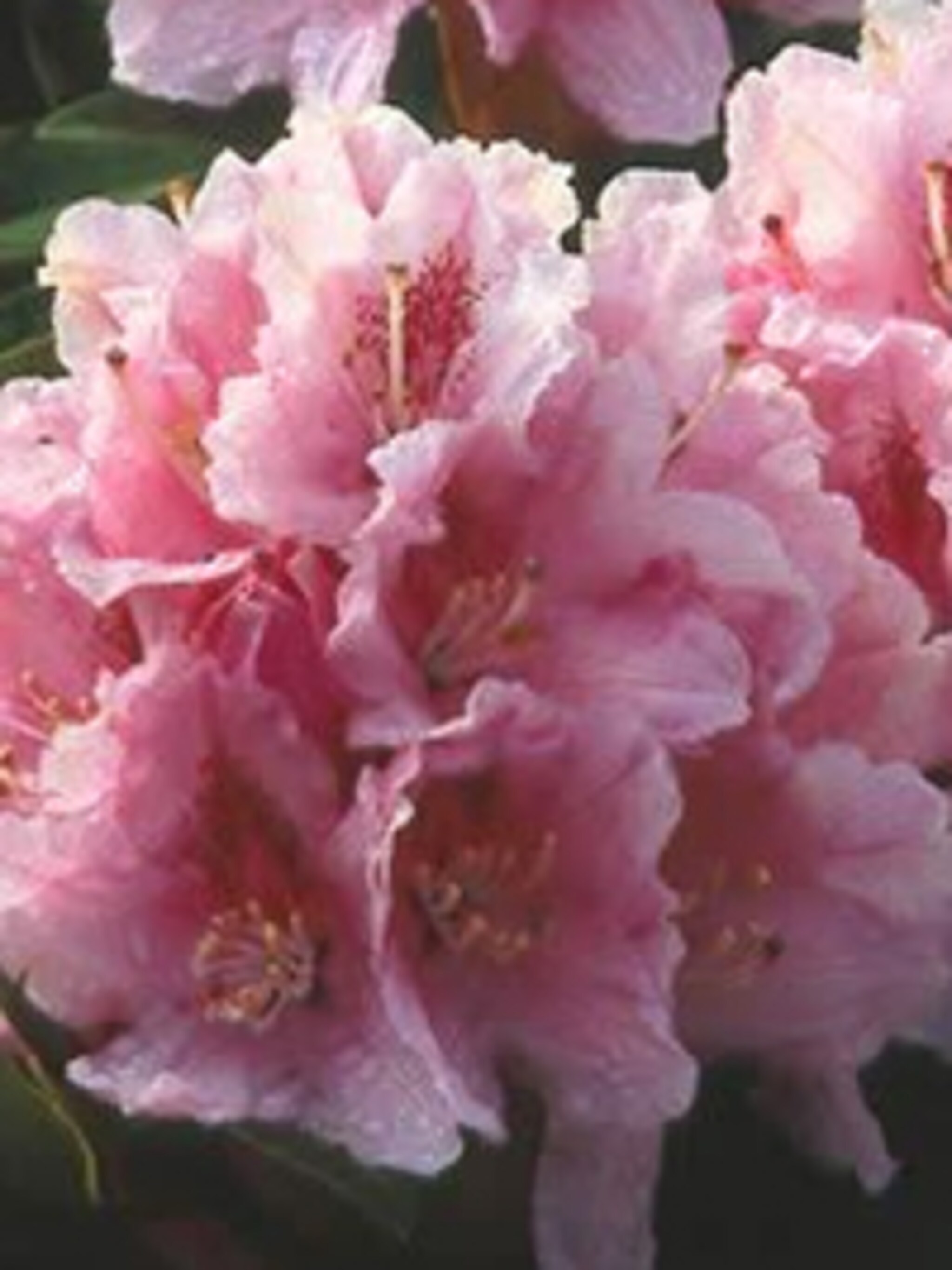 rododendron albert schweitzer