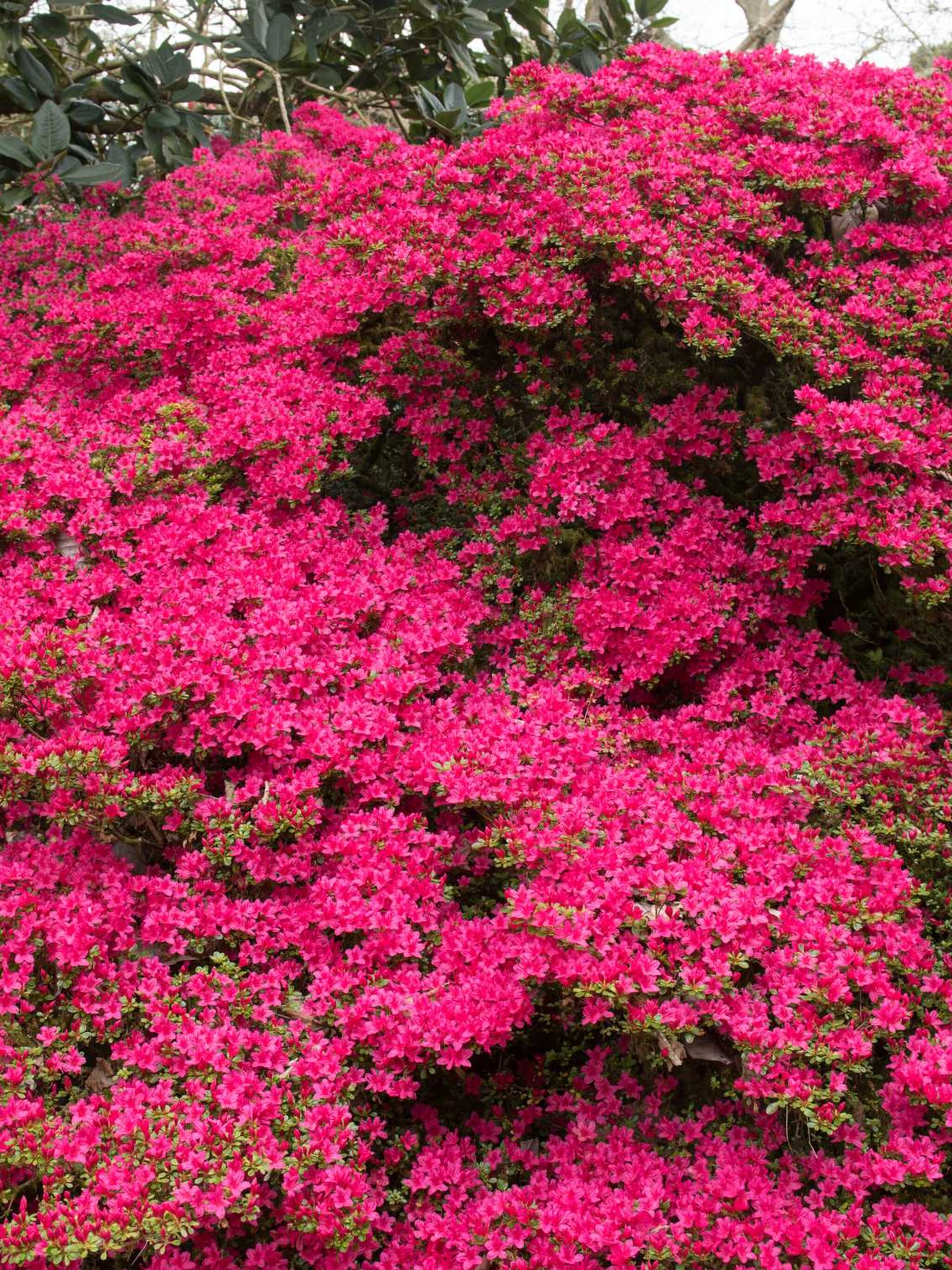 rododendron hinodegiri