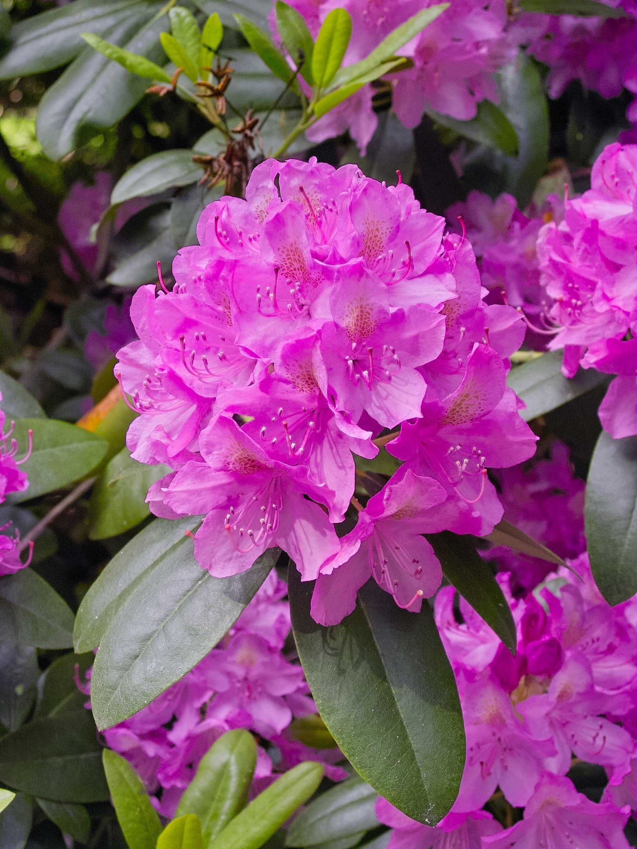 rododendron beethoven