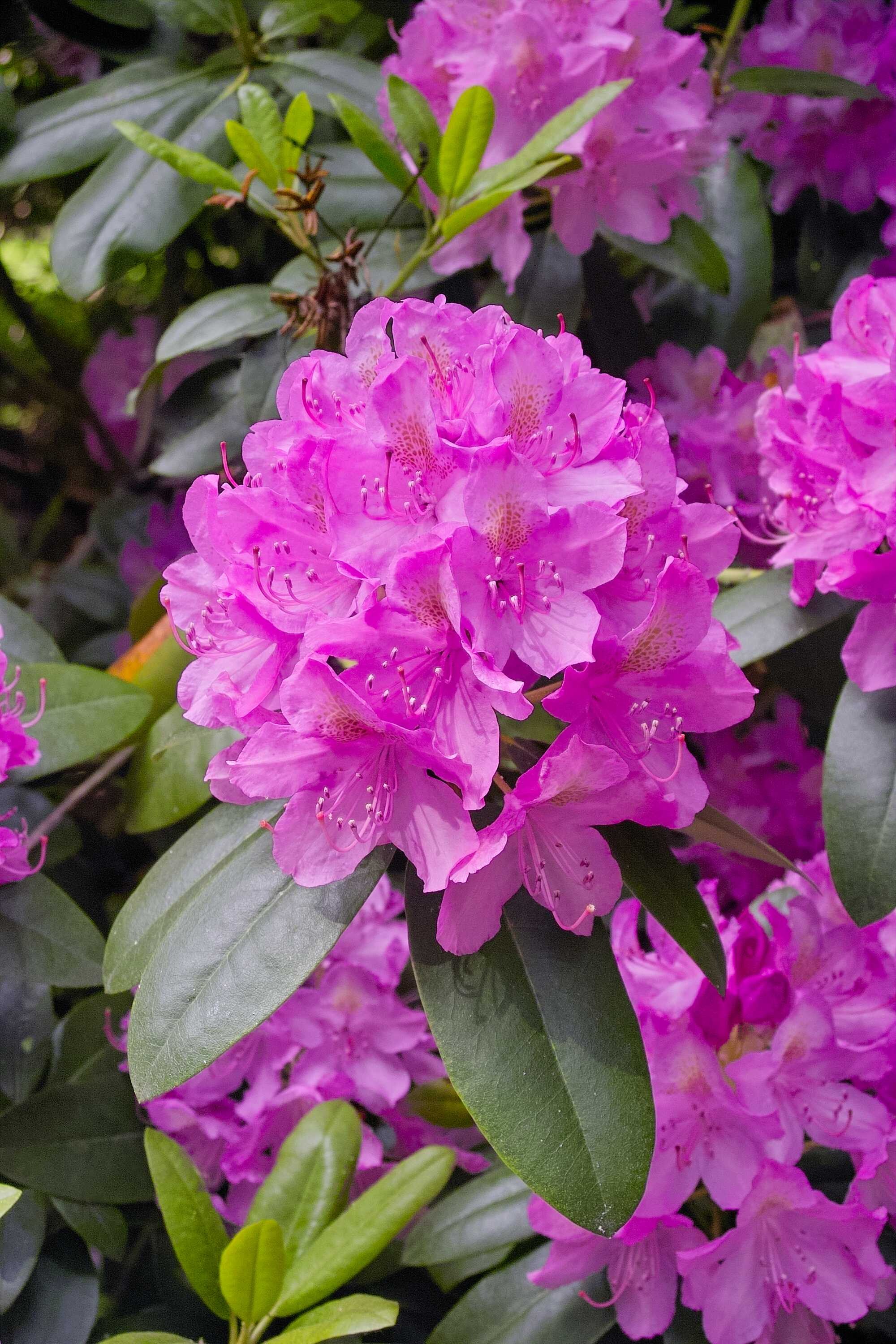 beeld vtwonen Shutterstock / Ole Schoener