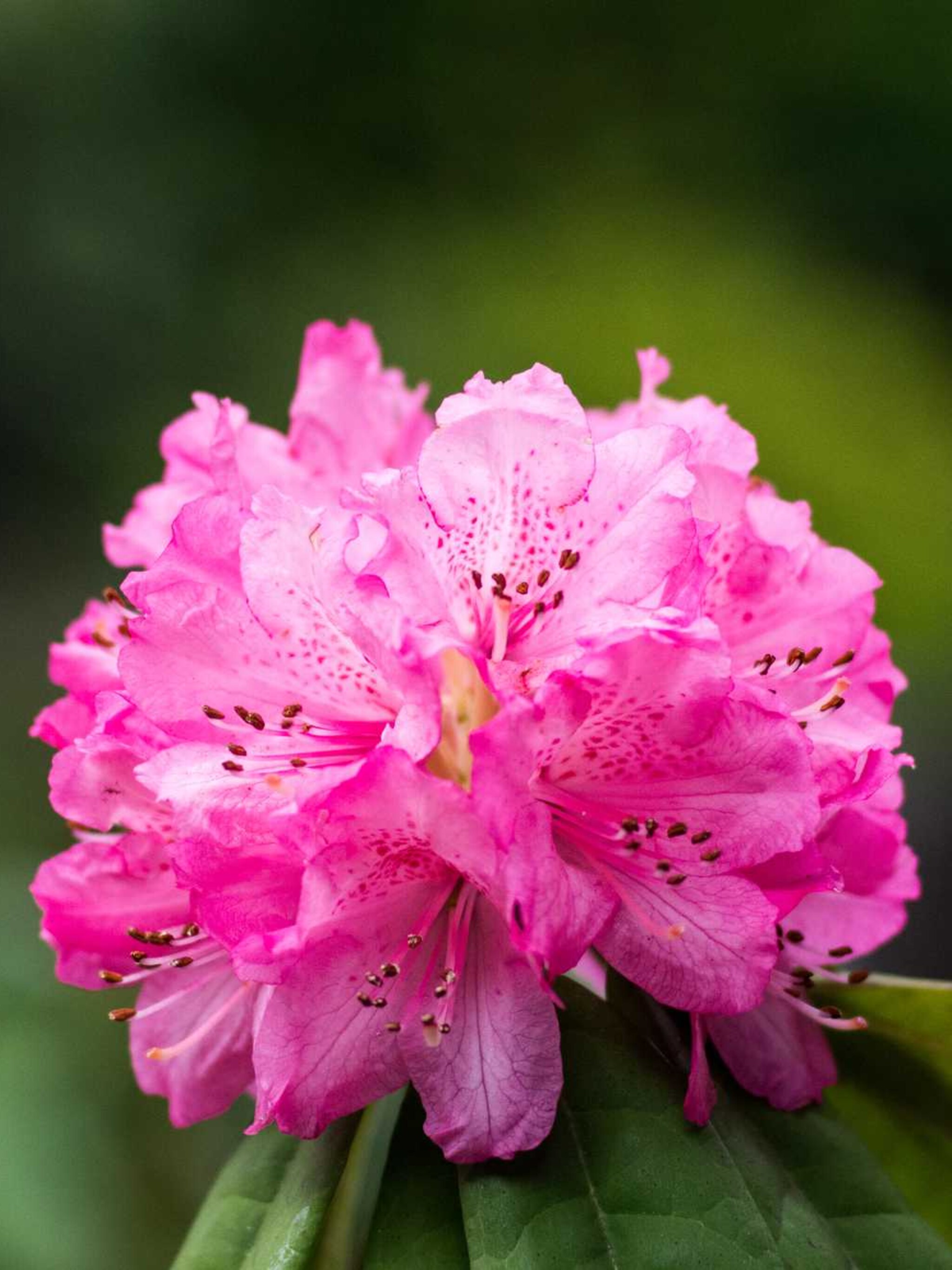 rododendron kimberley