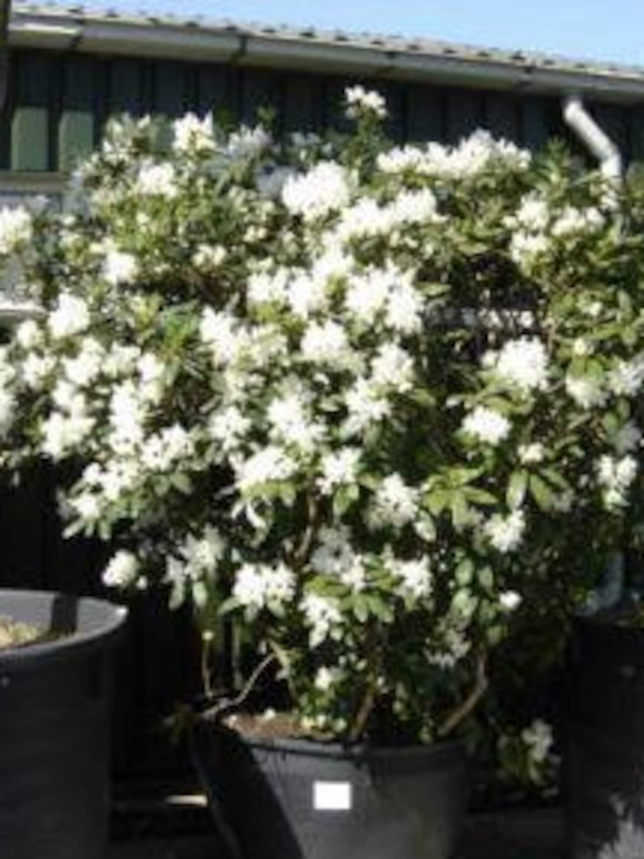 rododendron cunningham s white