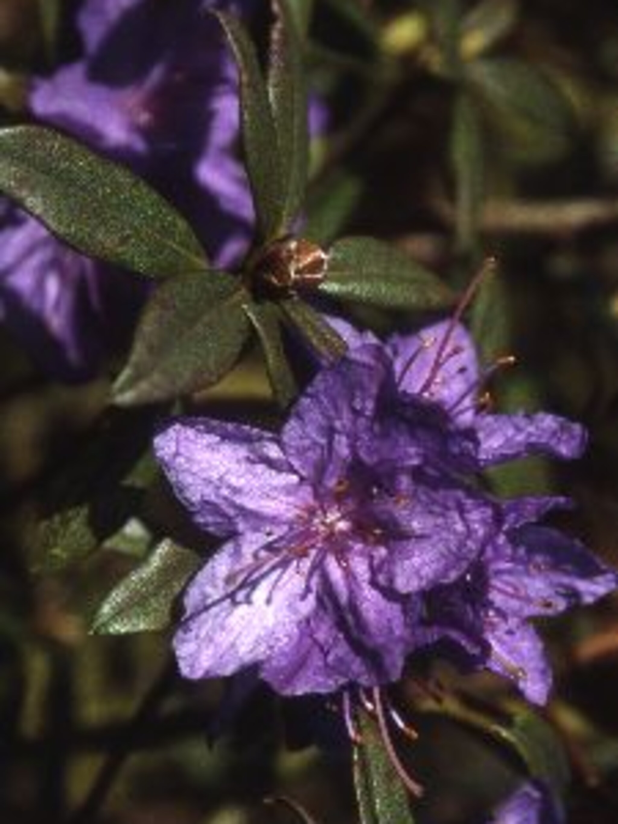 rododendron gletschernacht