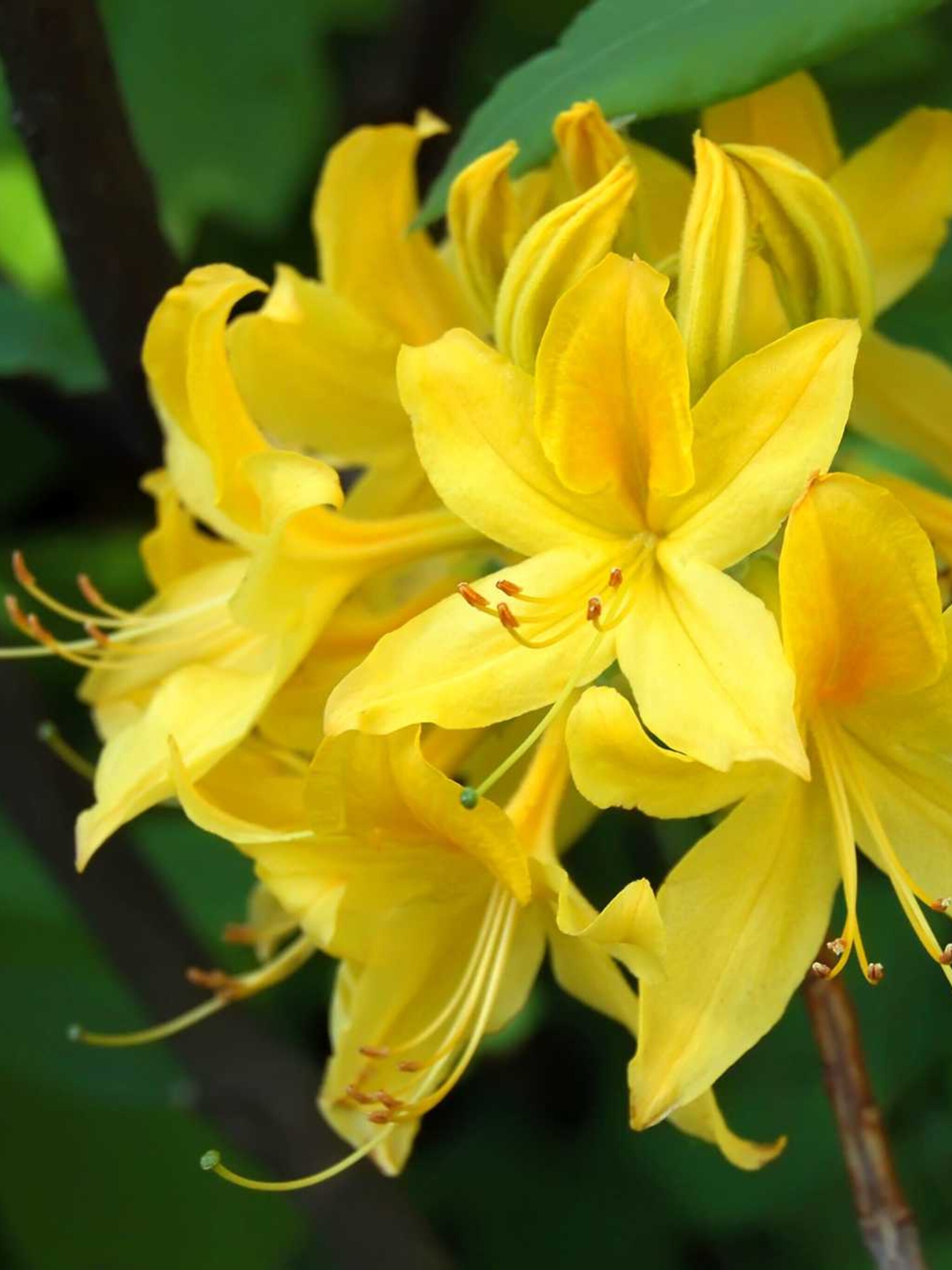 rododendron anneke
