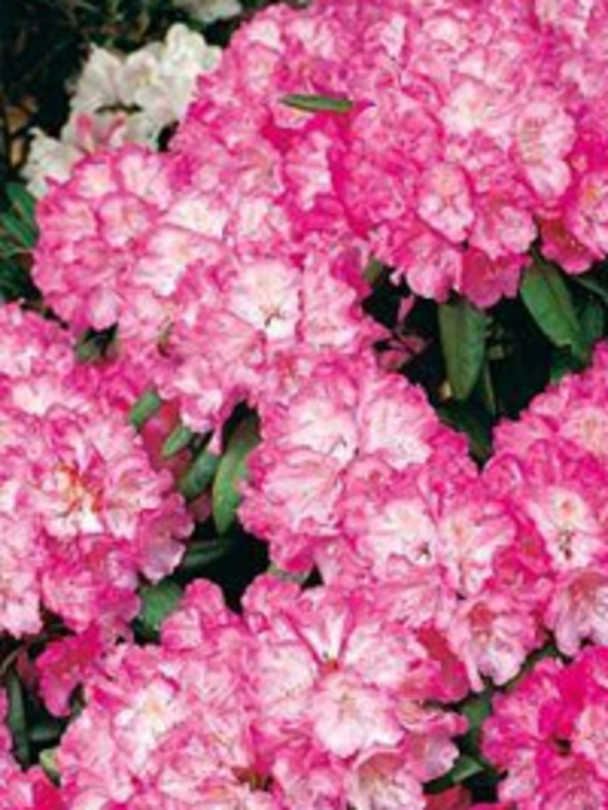 rododendron kermesina