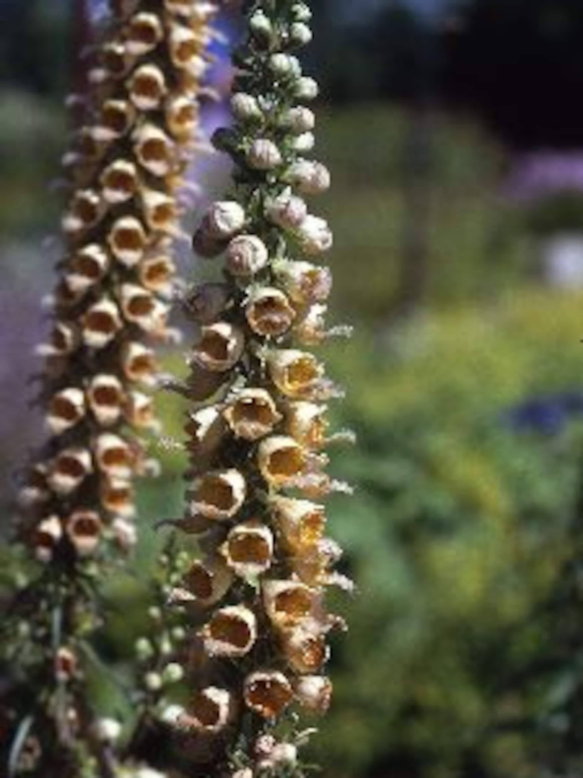 vingerhoedskruid digitalis ferruginea gigantea
