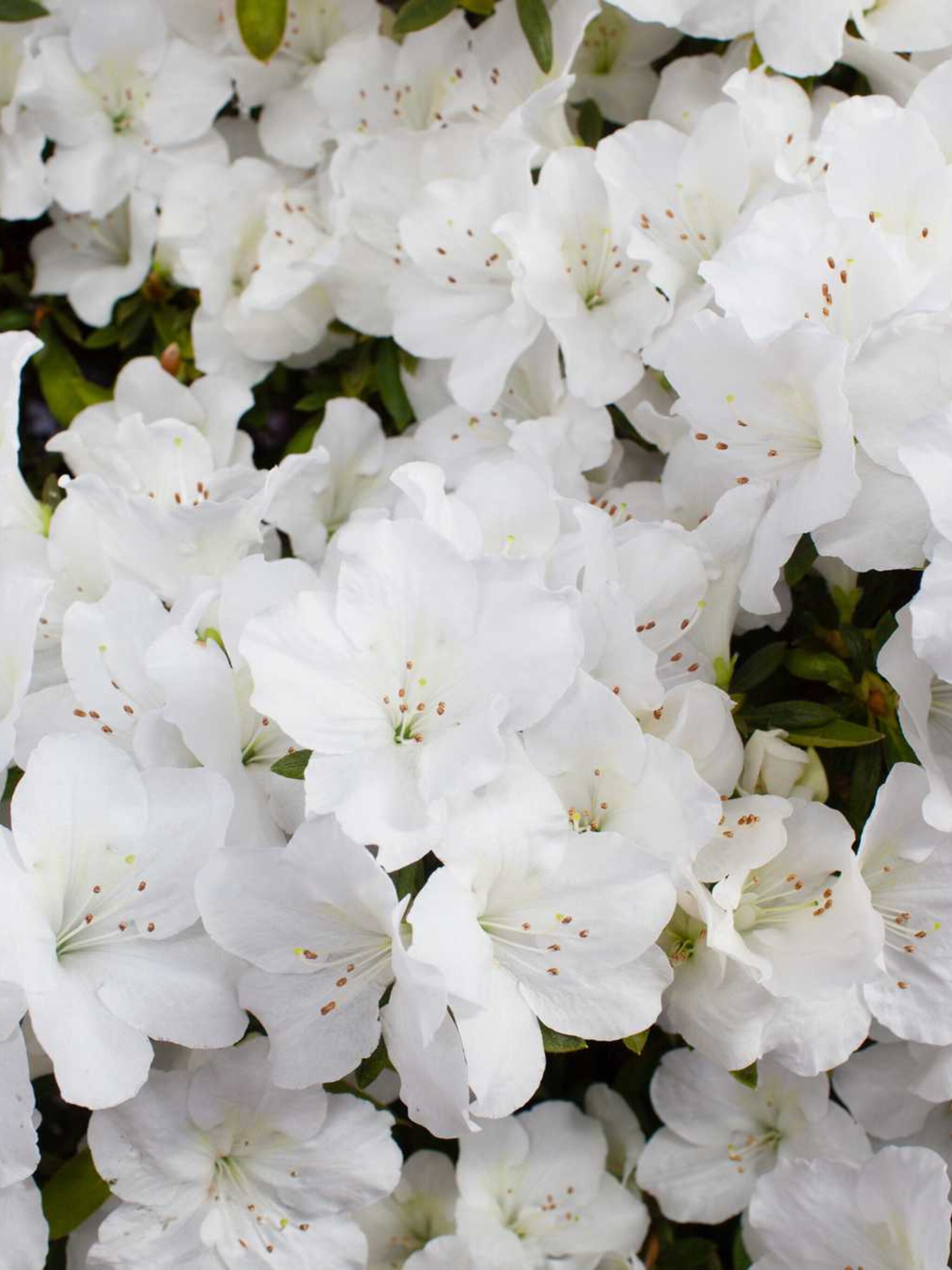 rododendron adonis