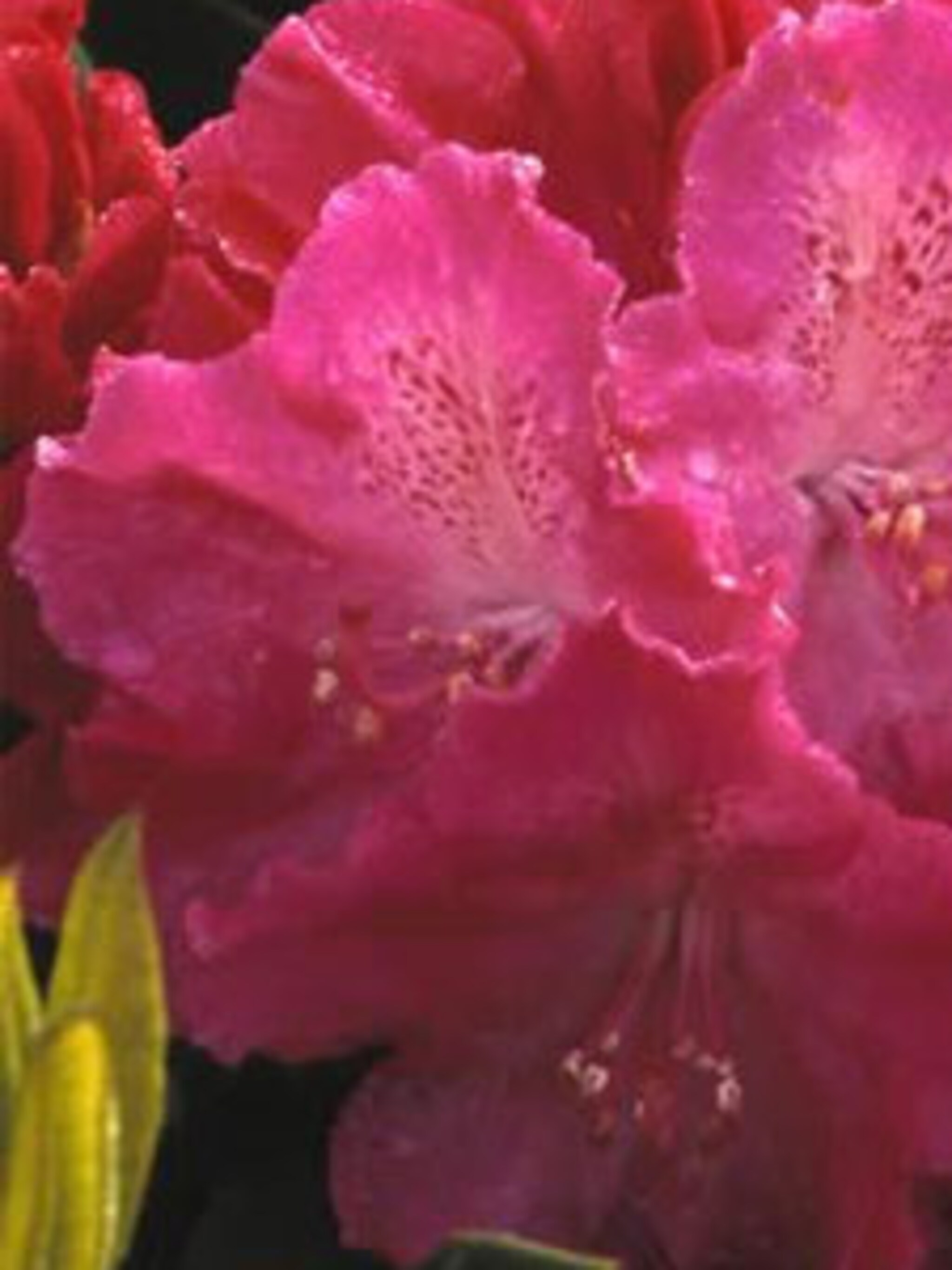 rododendron germania