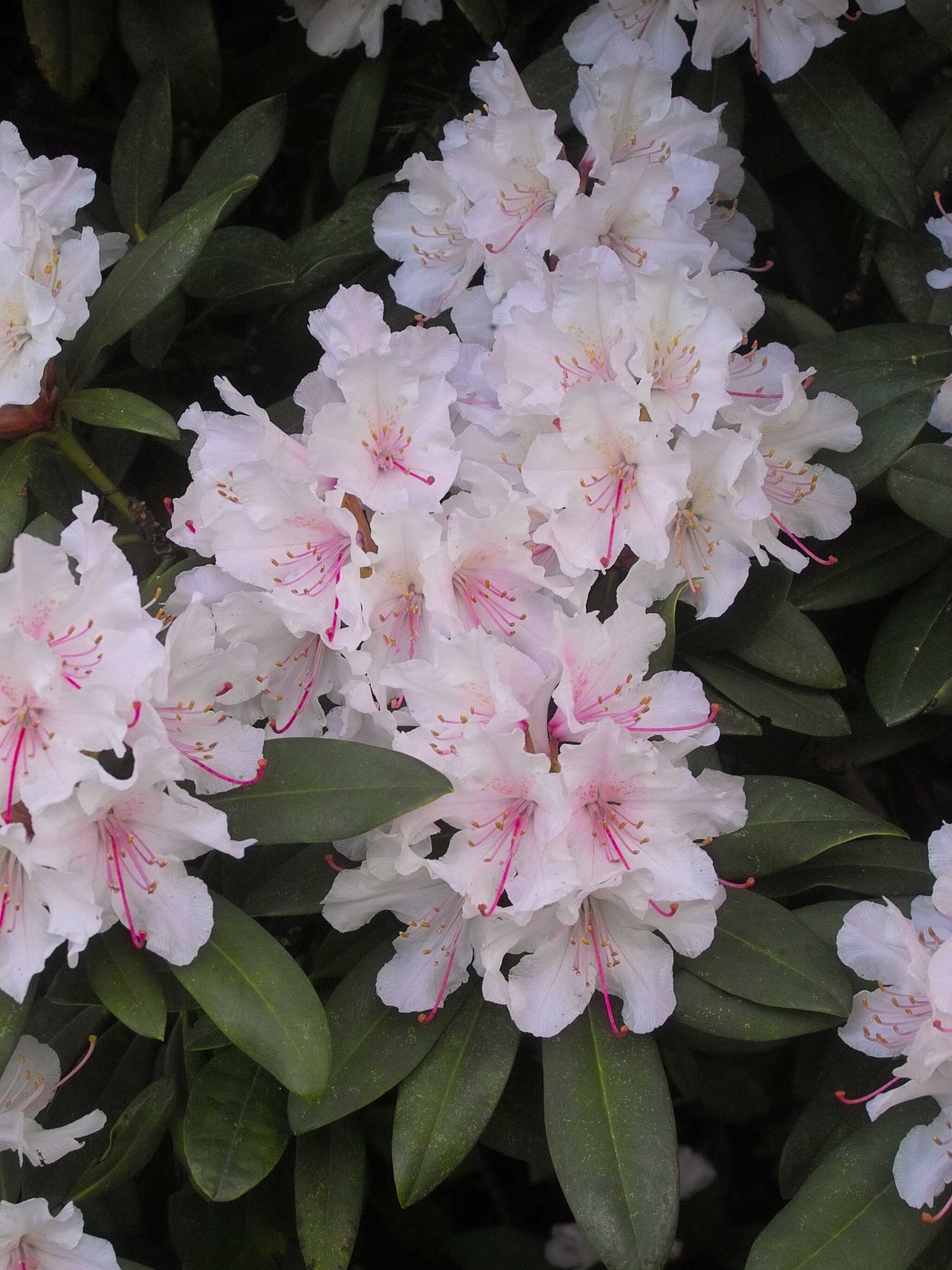 rododendron jacksonii