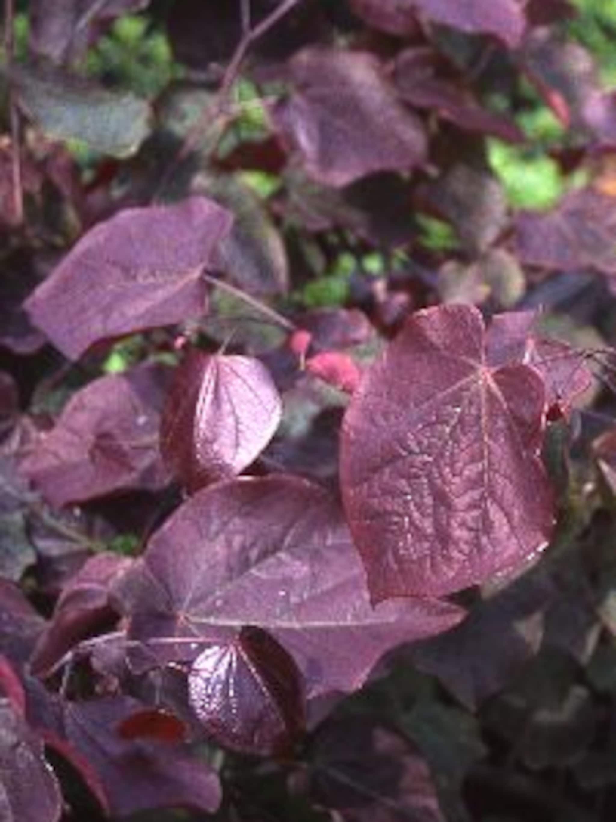 judasboom canadensis