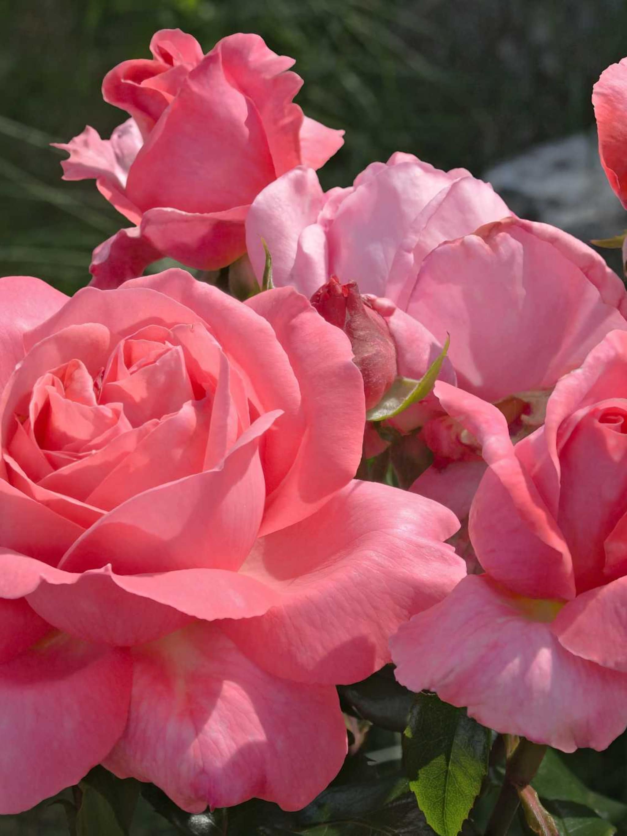 roos gerbe rose