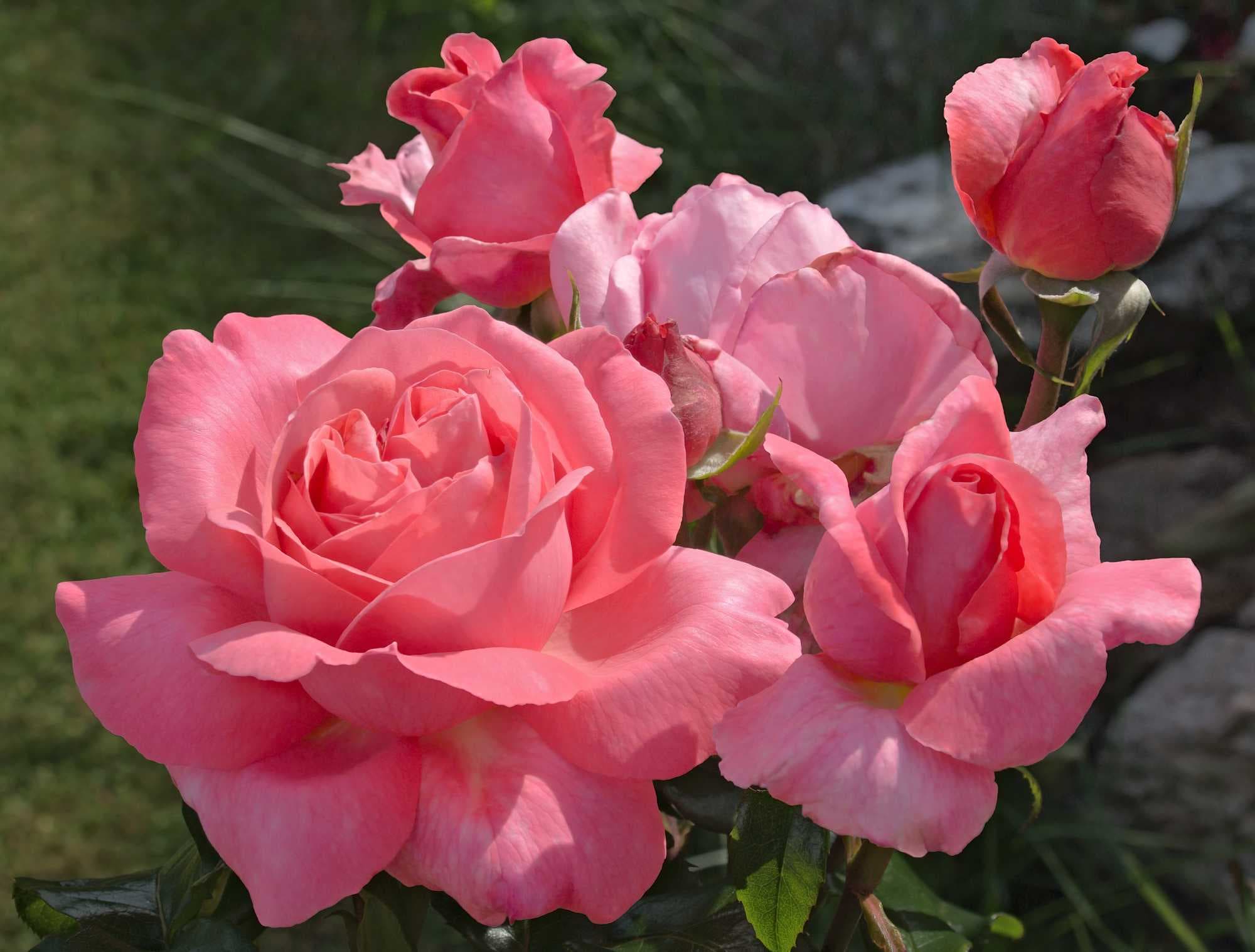 beeld vtwonen Shutterstock / Jane McIlroy