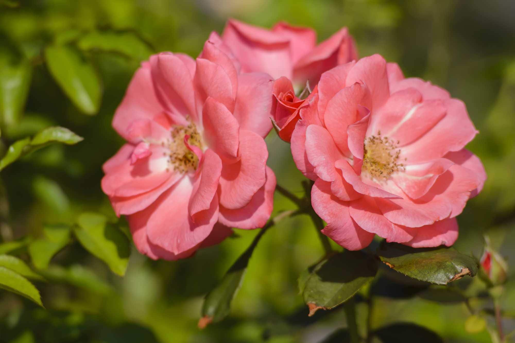beeld vtwonen Shutterstock / marinatakano