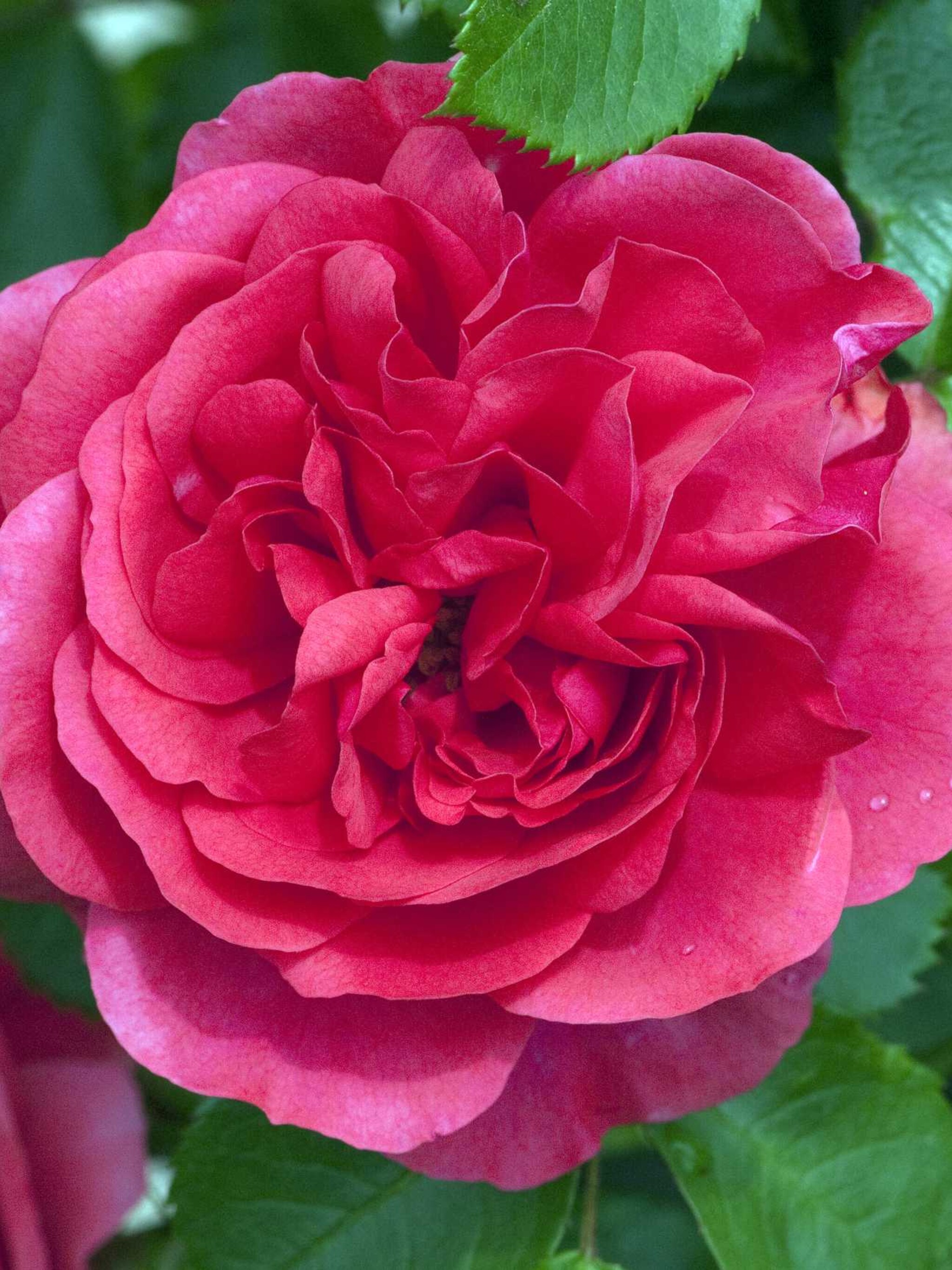 roos rosarium uetersen