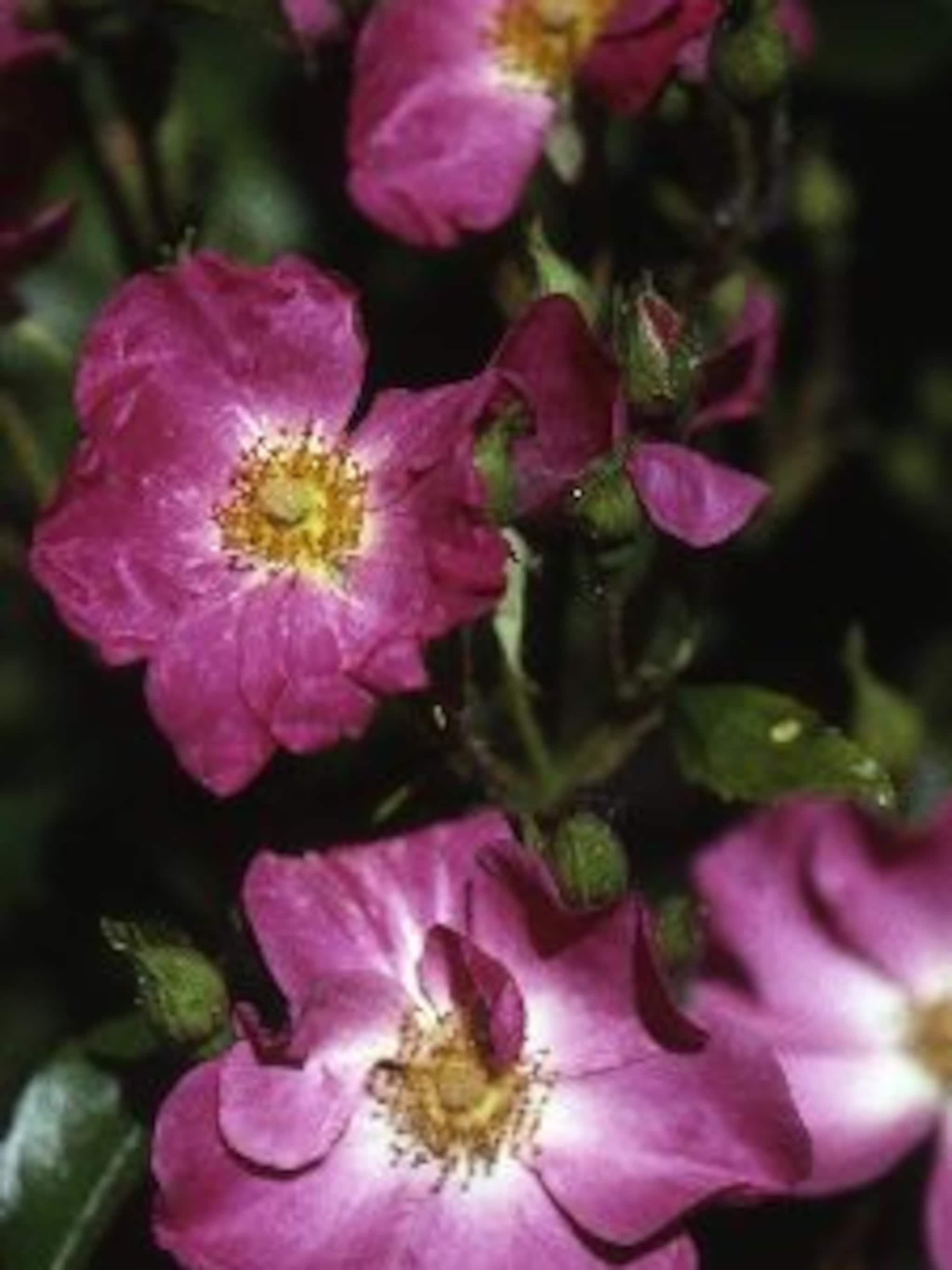 roos rosy carpet