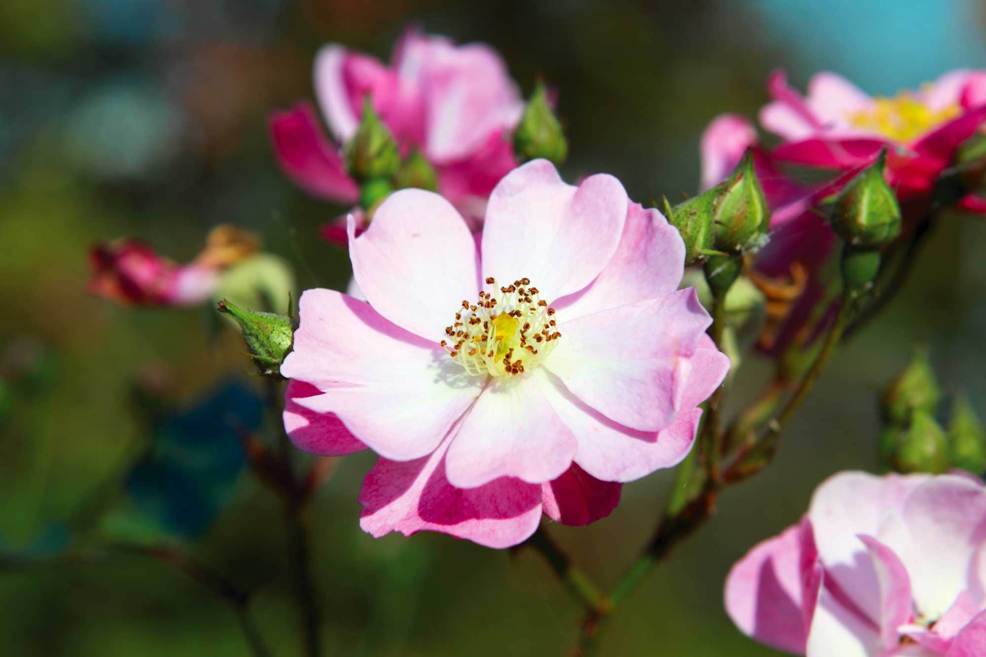 beeld vtwonen Shutterstock / Olha Rohulya