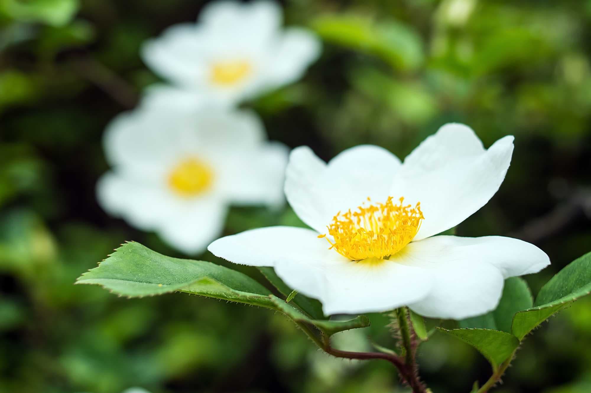 beeld vtwonen Shutterstock / WR.SISI