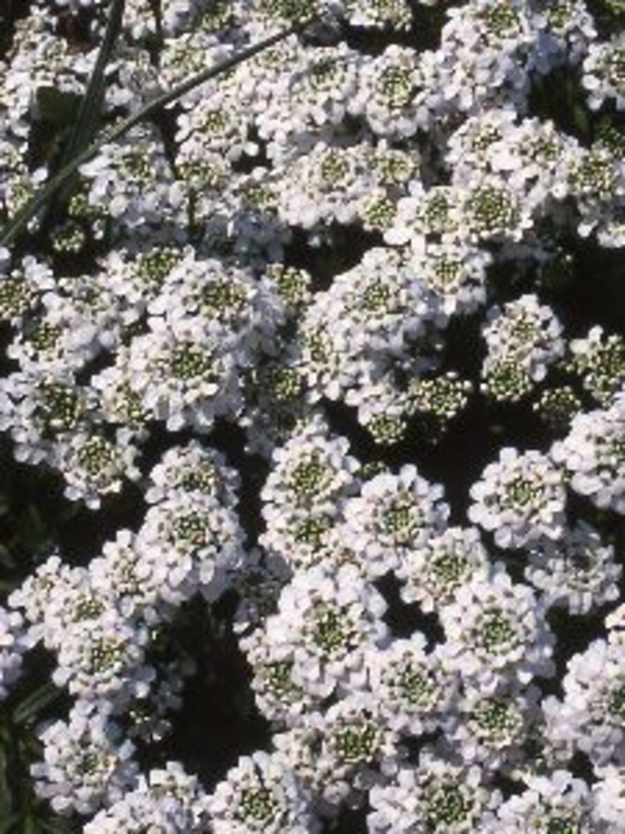 scheefbloem
