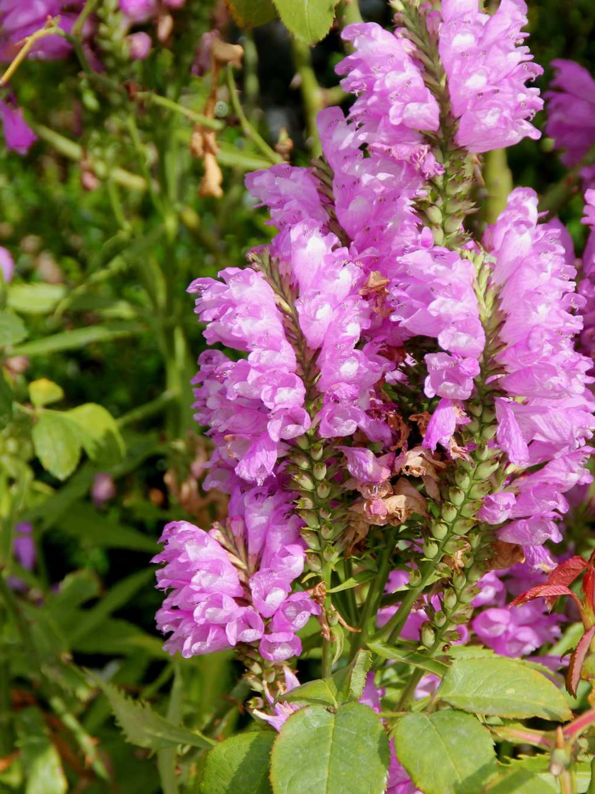 scharnierbloem summer spire