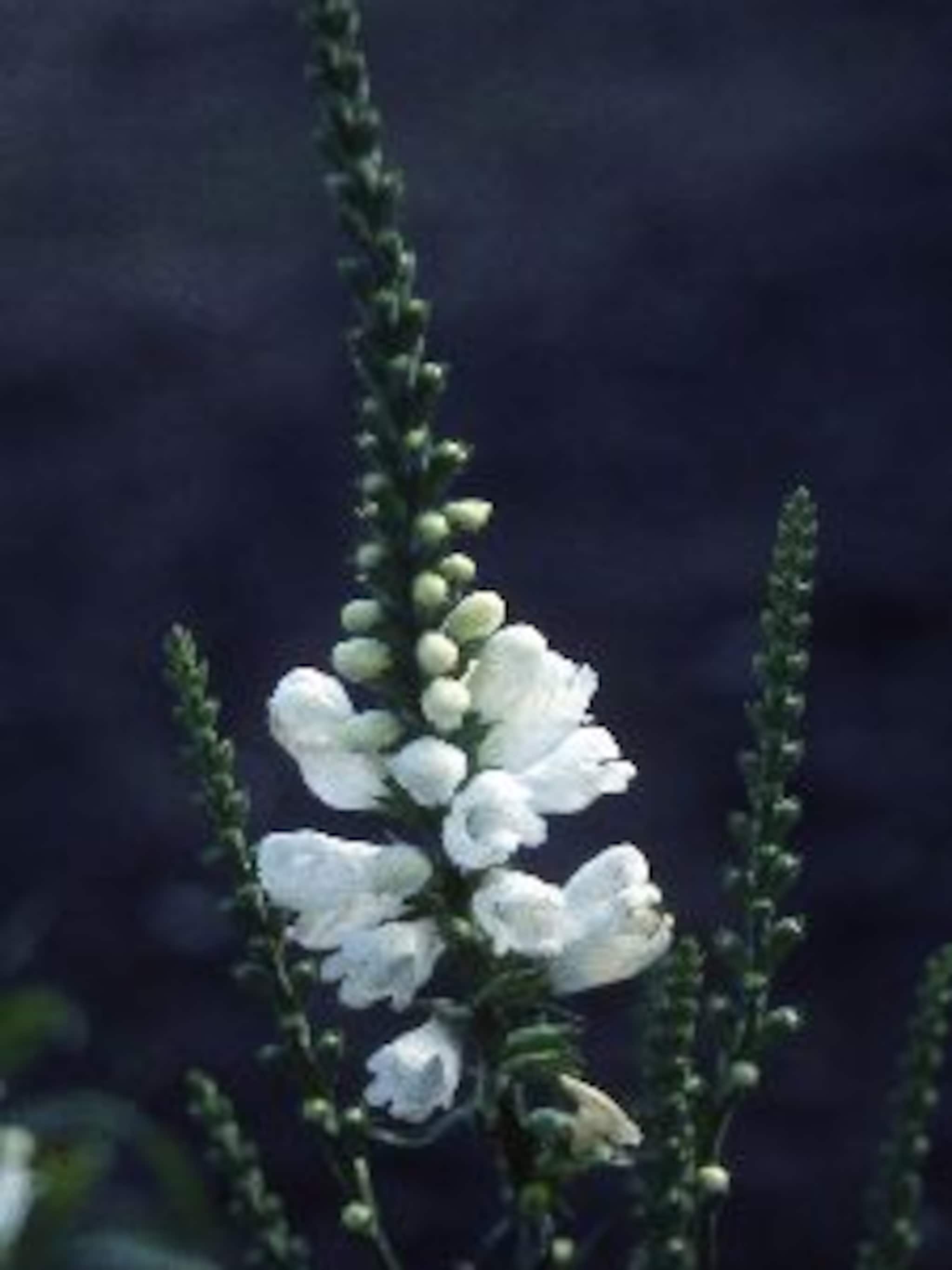 scharnierbloem summer snow