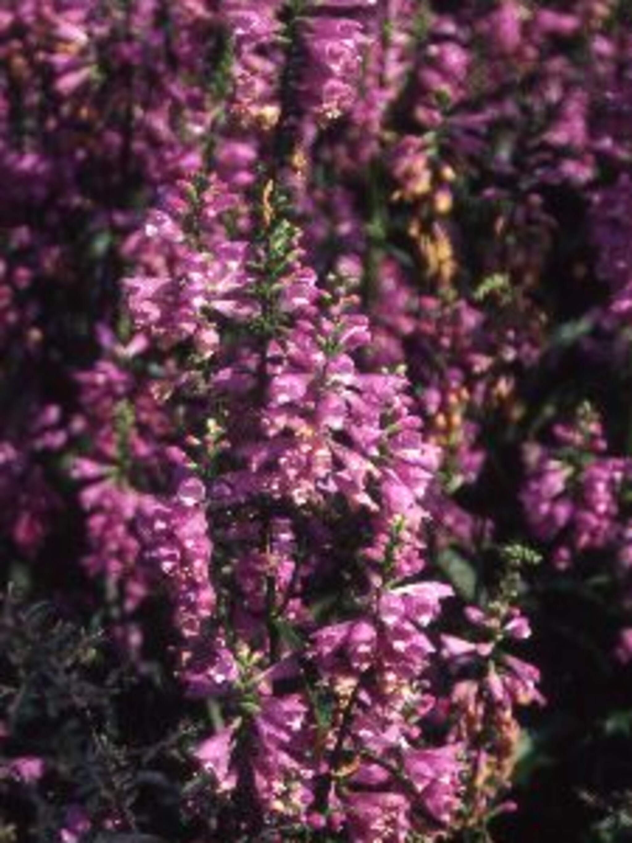 scharnierbloem virginiana