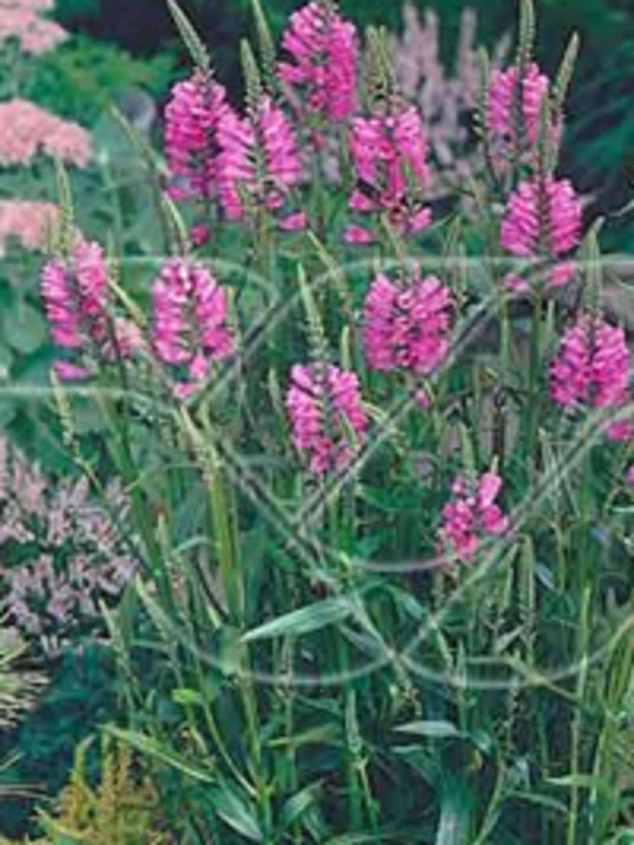 scharnierbloem rosea