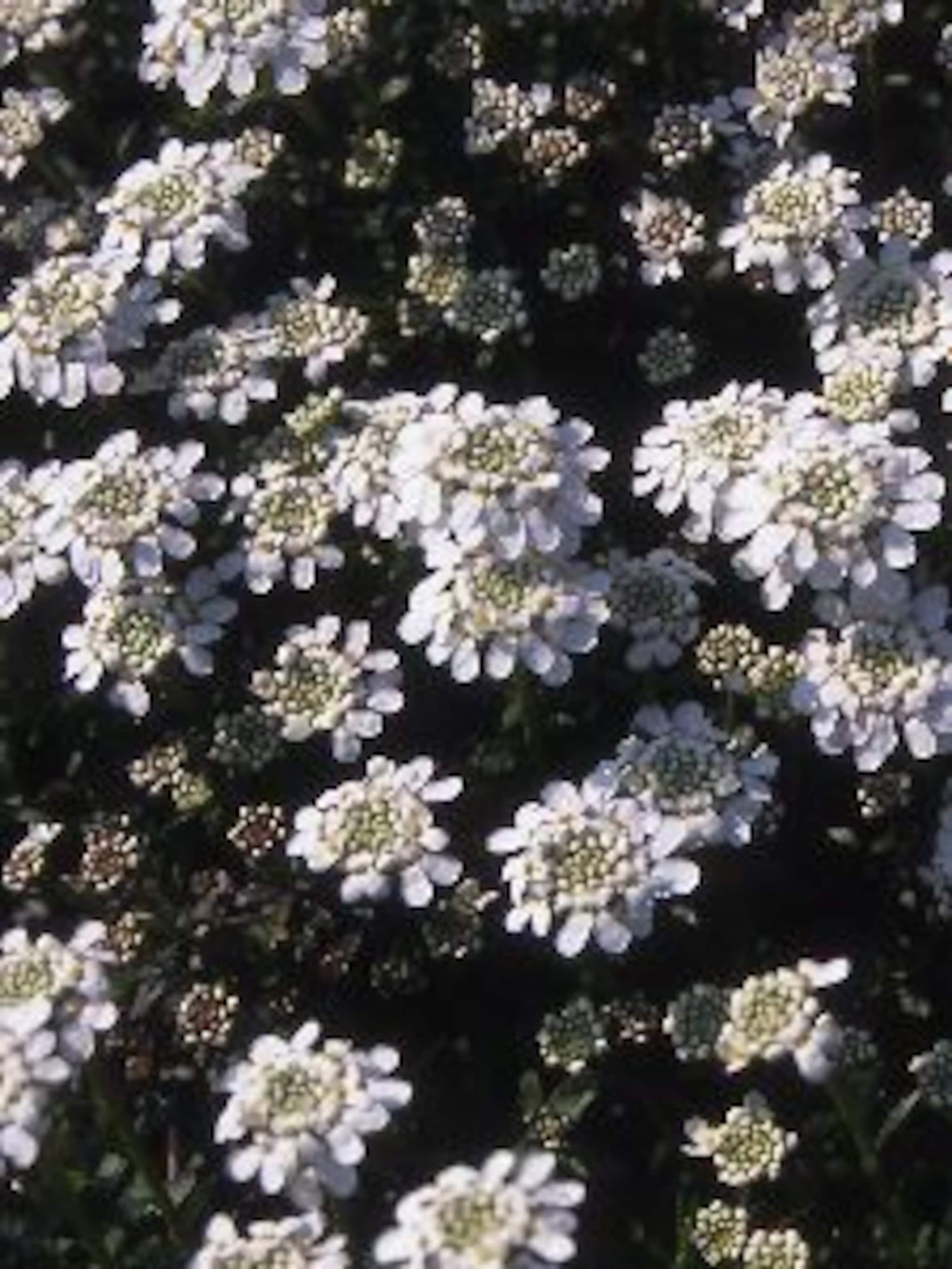 scheefbloem schneeflocke