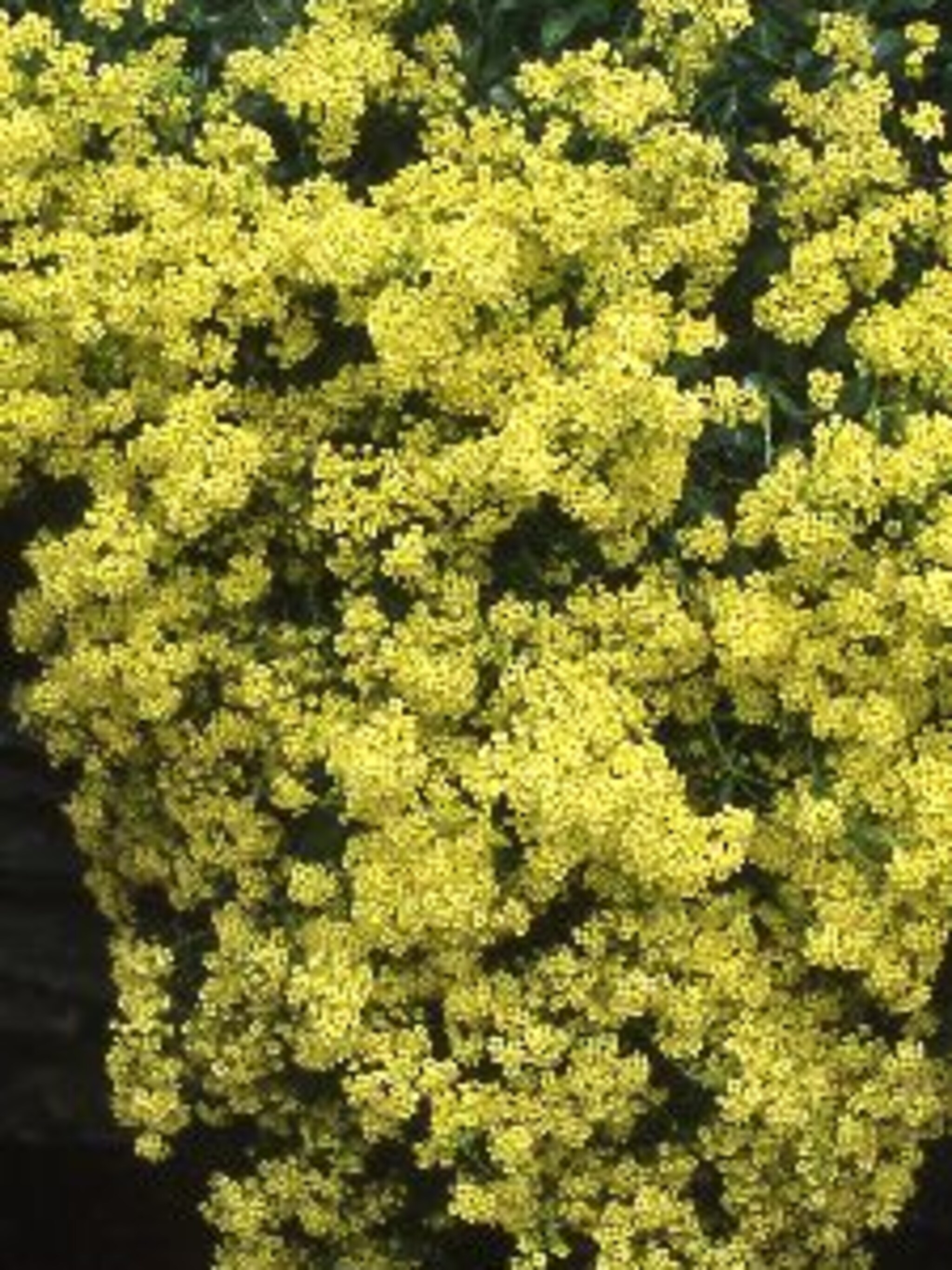 schildzaad saxatilis