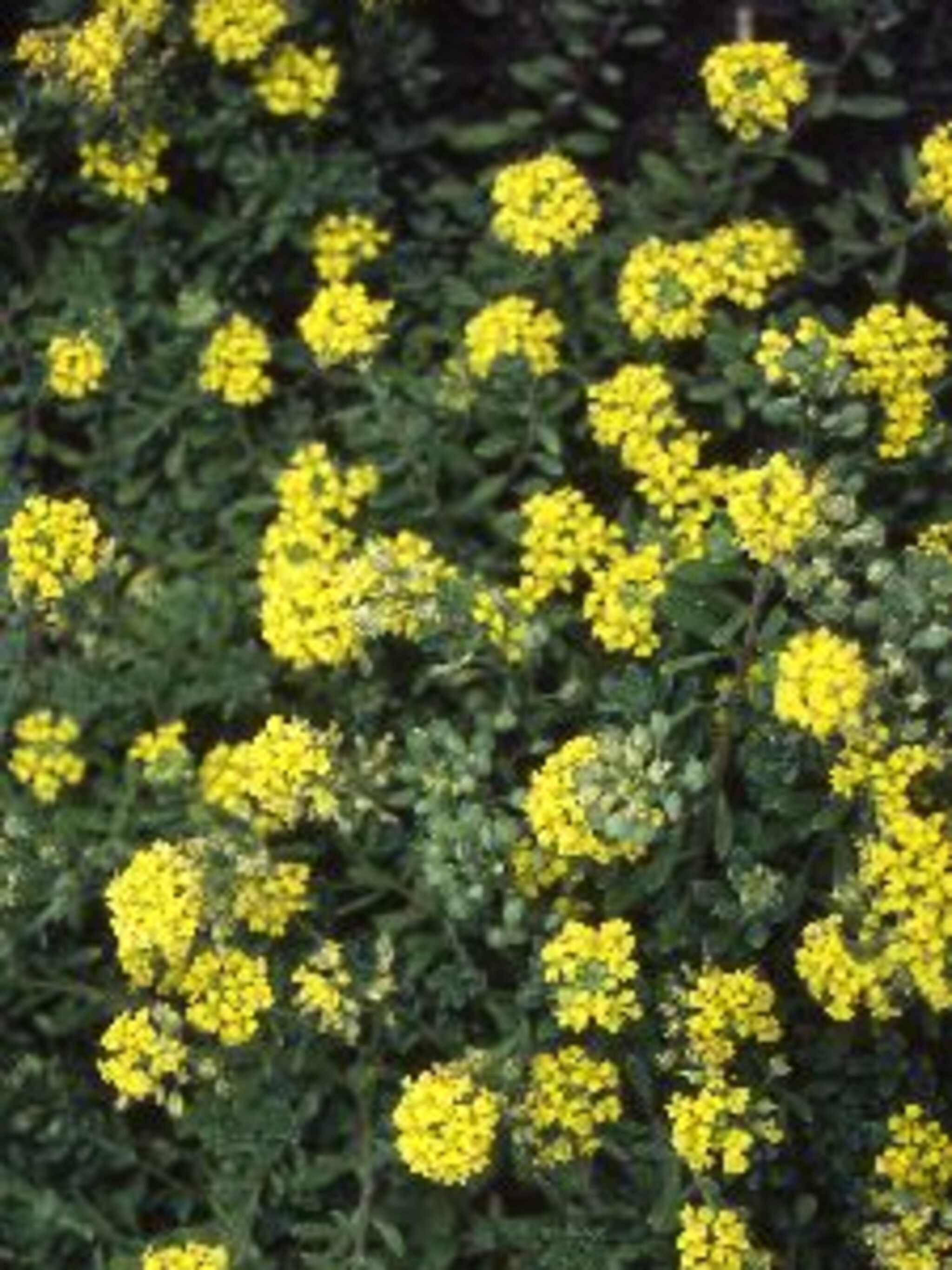 schildzaad montanum