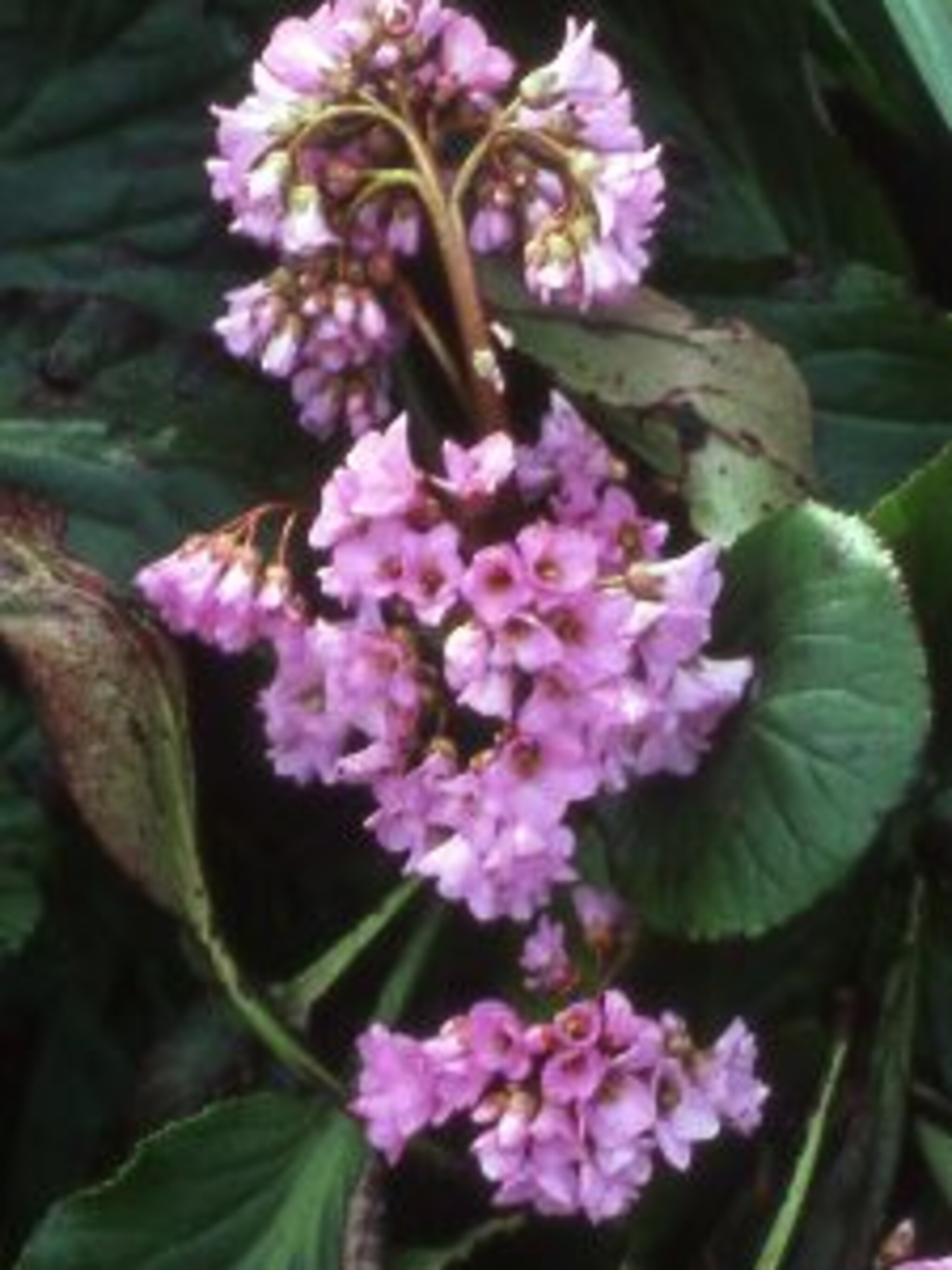 schoenlappersplant bergenia cordifolia
