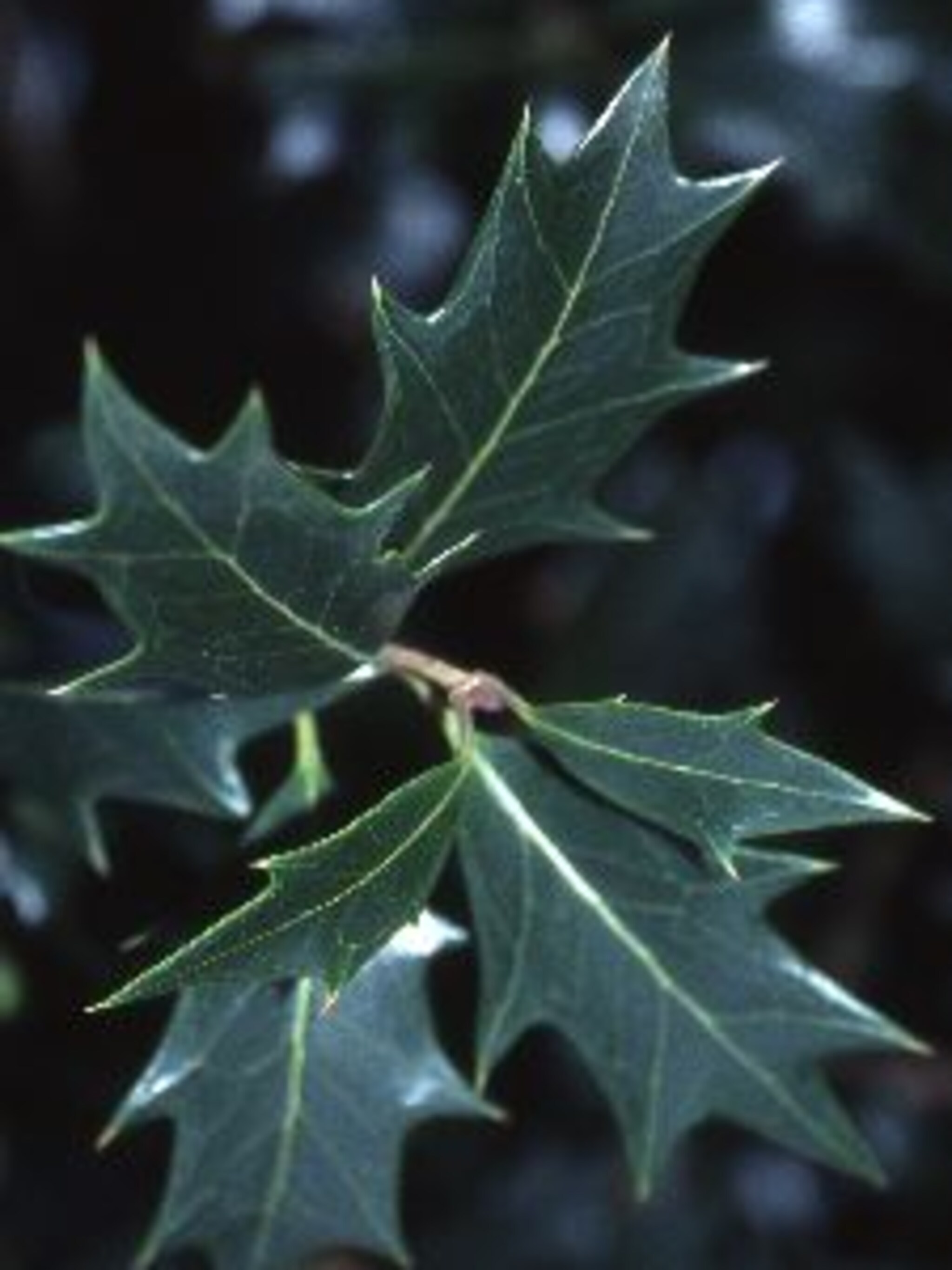 schijnhulst heterophyllus