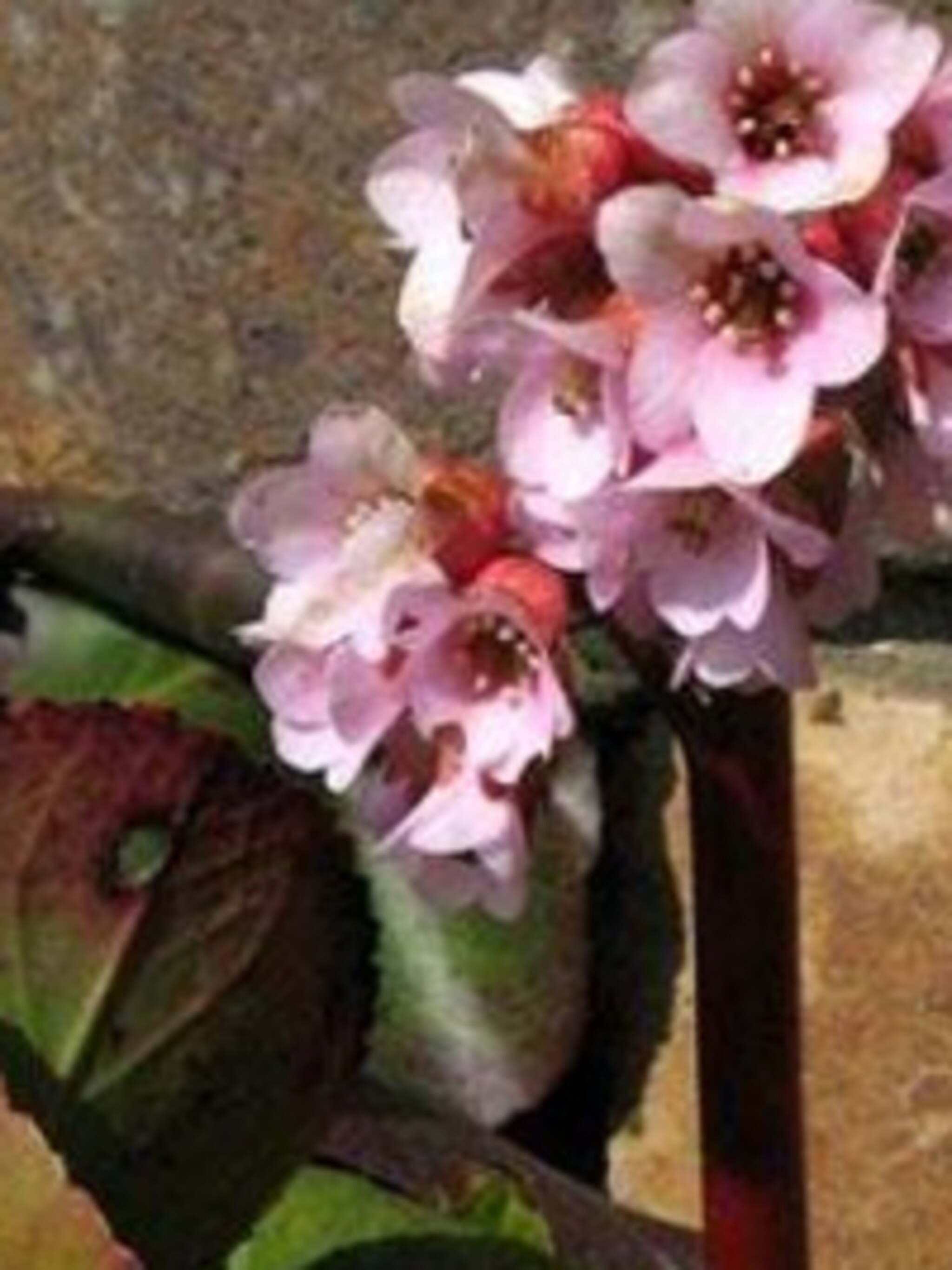 schoenlappersplant bergenia baby doll