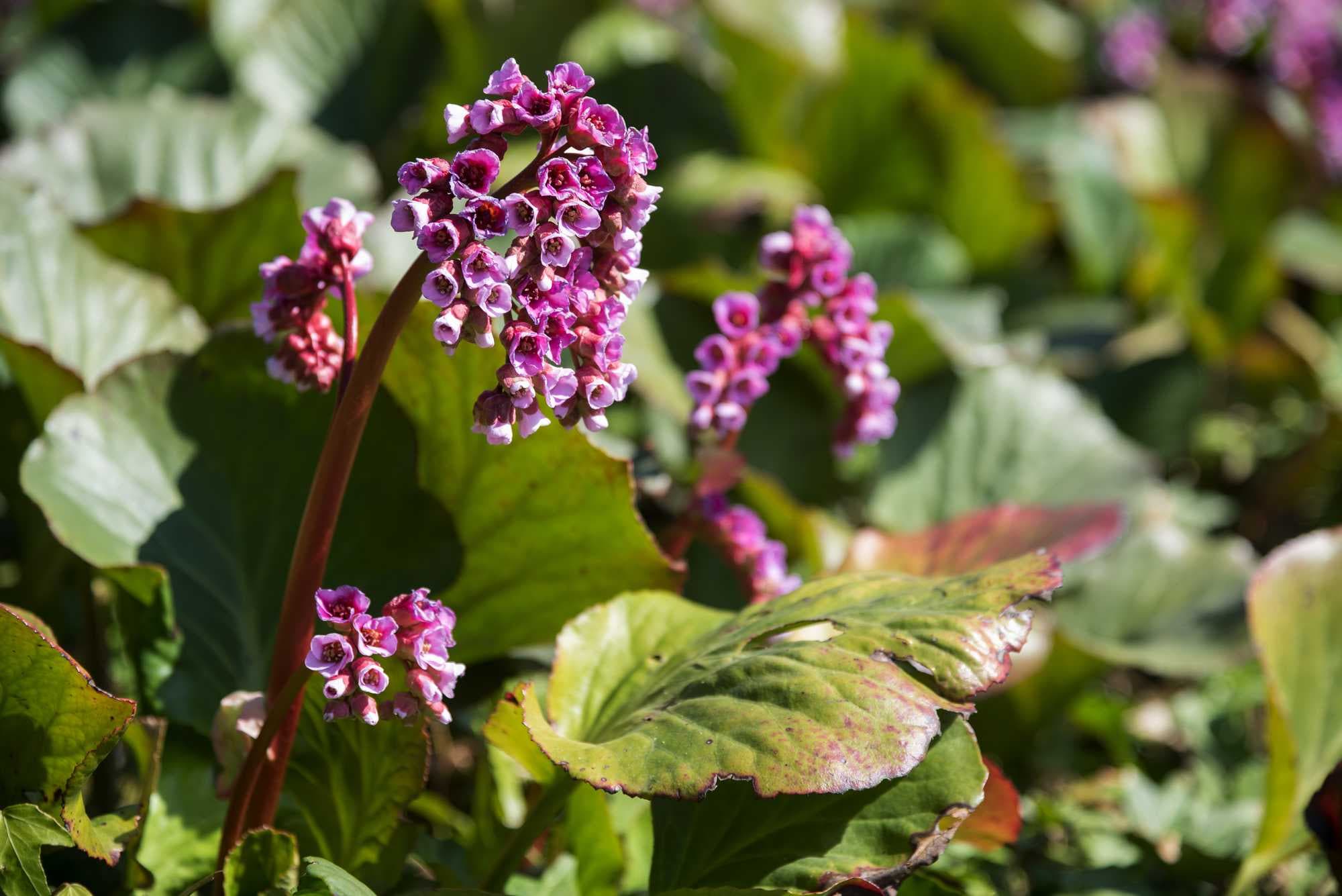 beeld vtwonen Shutterstock / Maren Winter