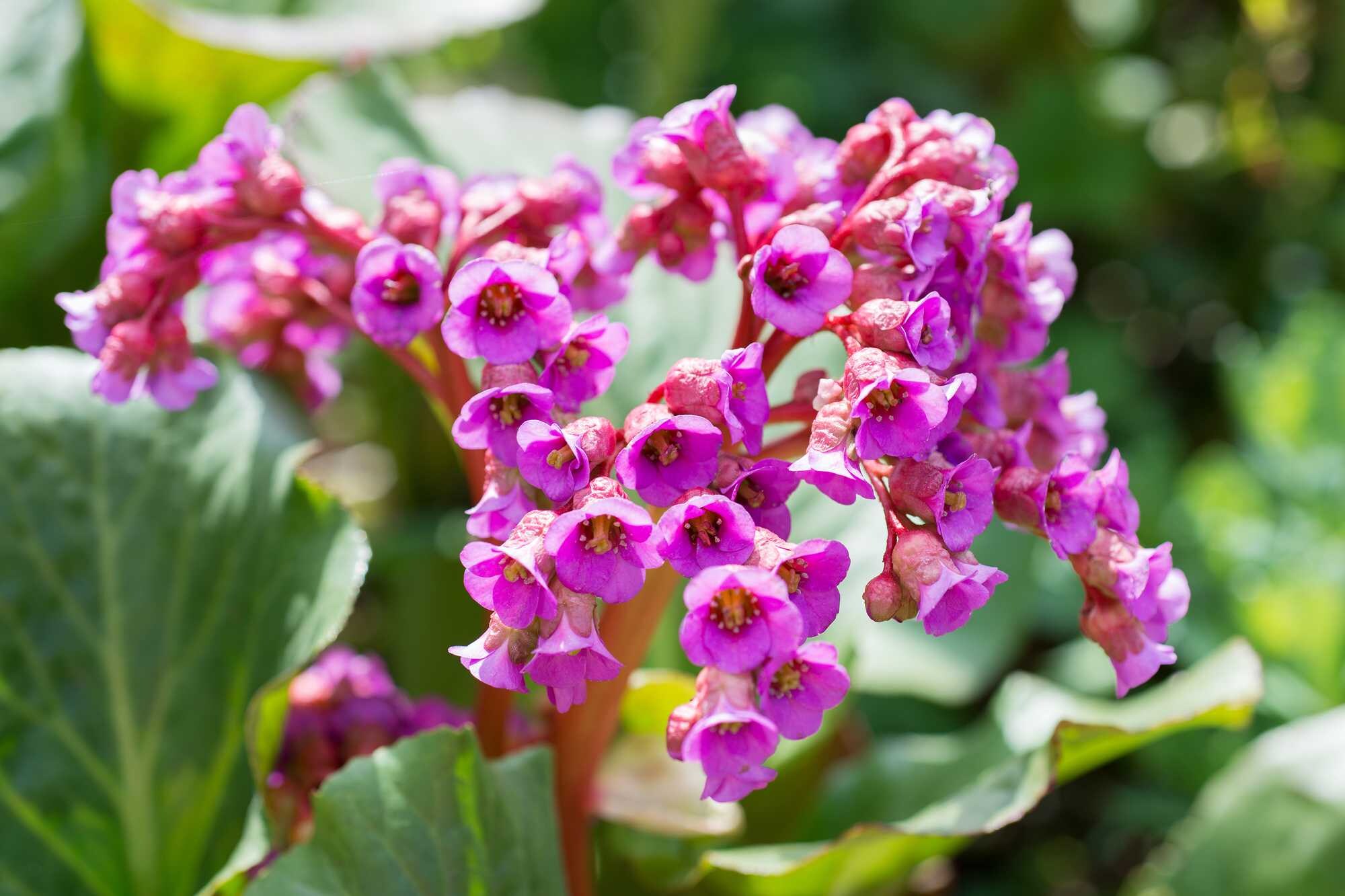 beeld vtwonen Shutterstock / Ottochka