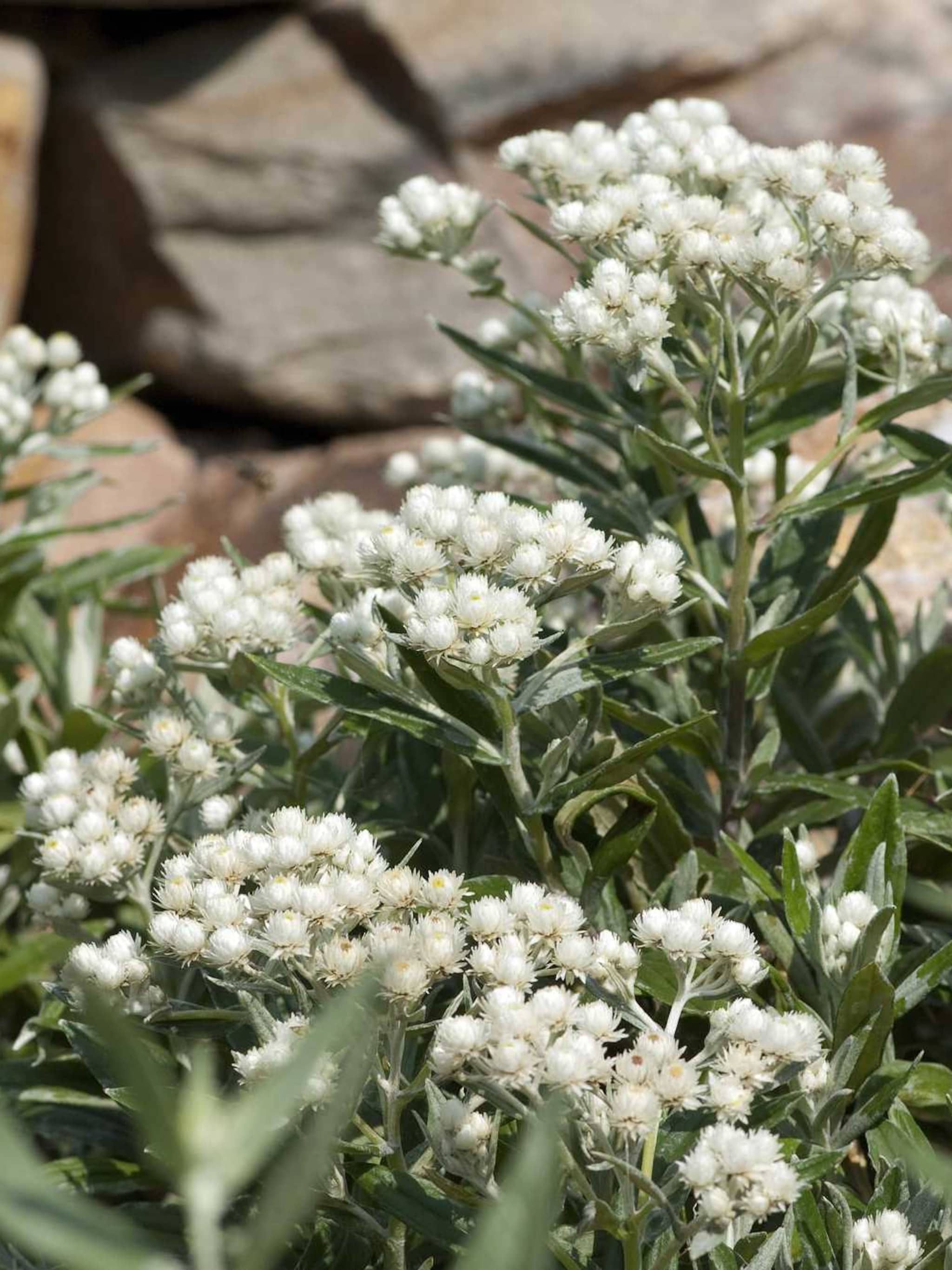 siberische edelweiss silberregen