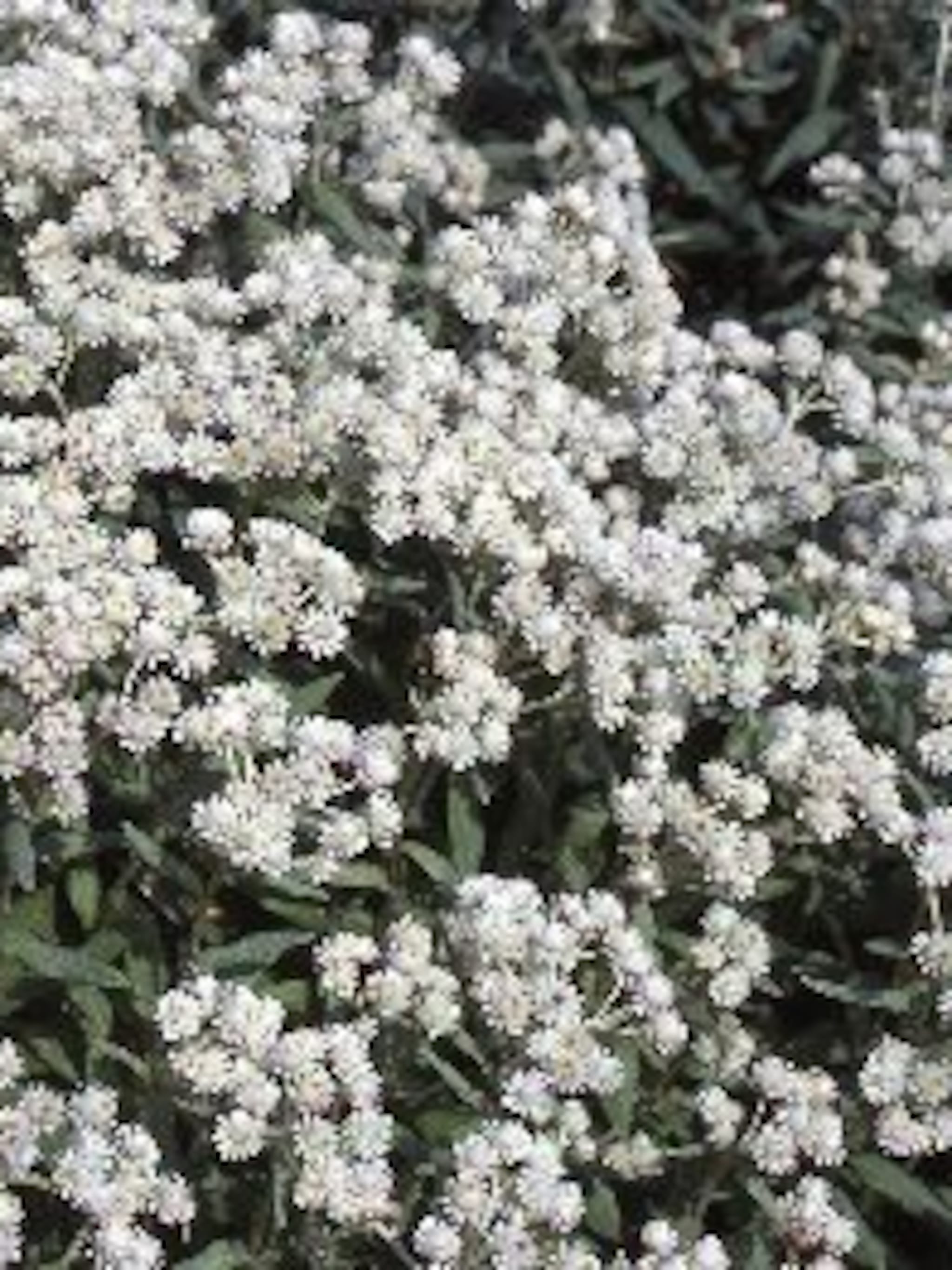 siberische edelweiss anaphalis