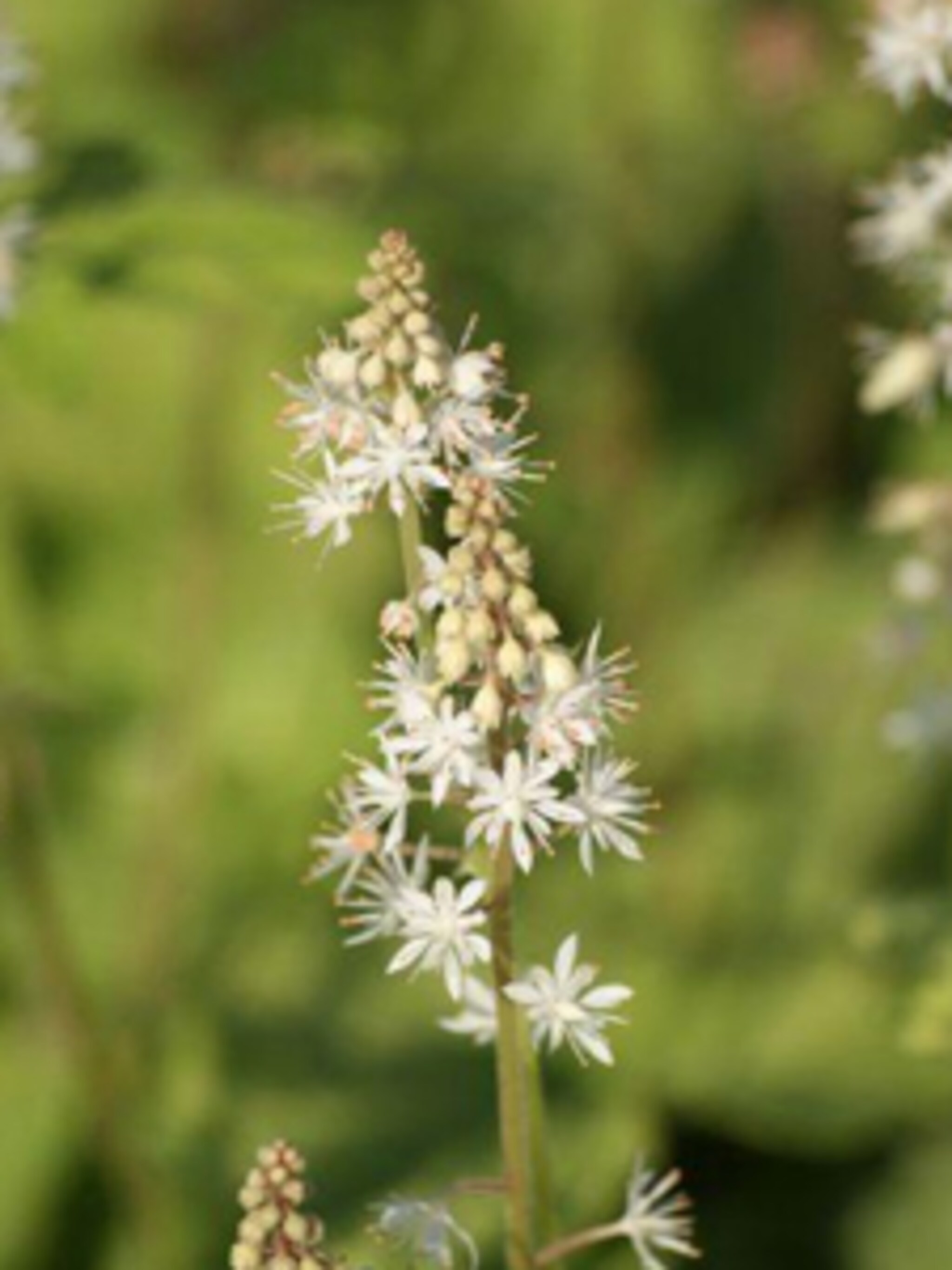 schuimkaars tiarella wherryi