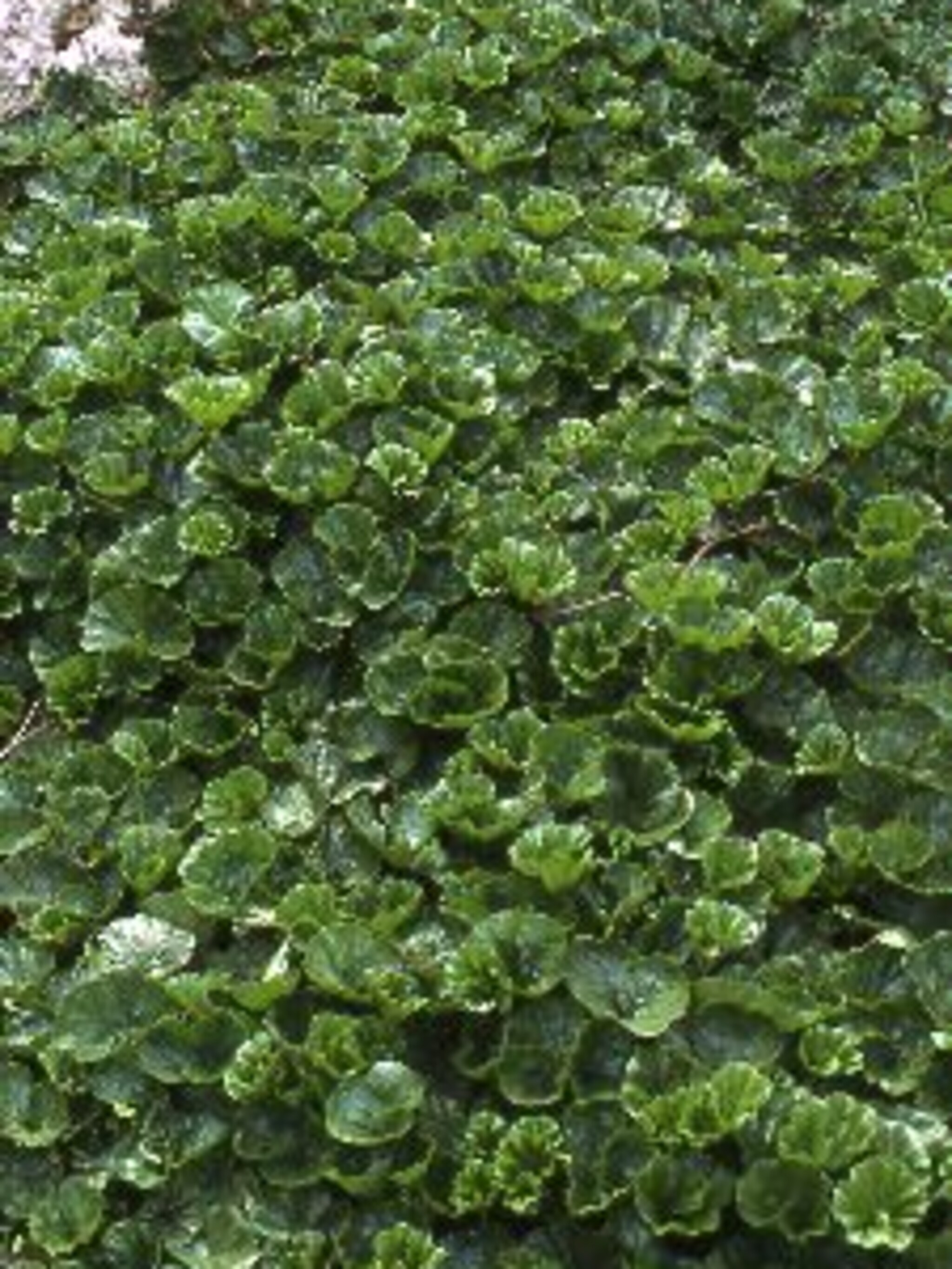 sierrabarber magellanica