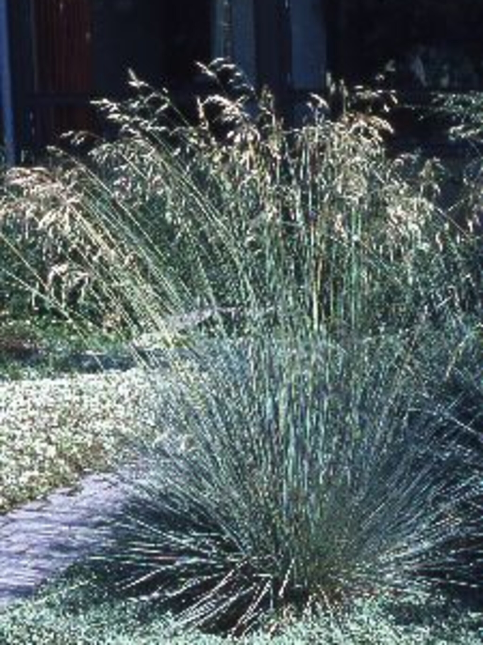 sierhaver helictotrichon sempervirens