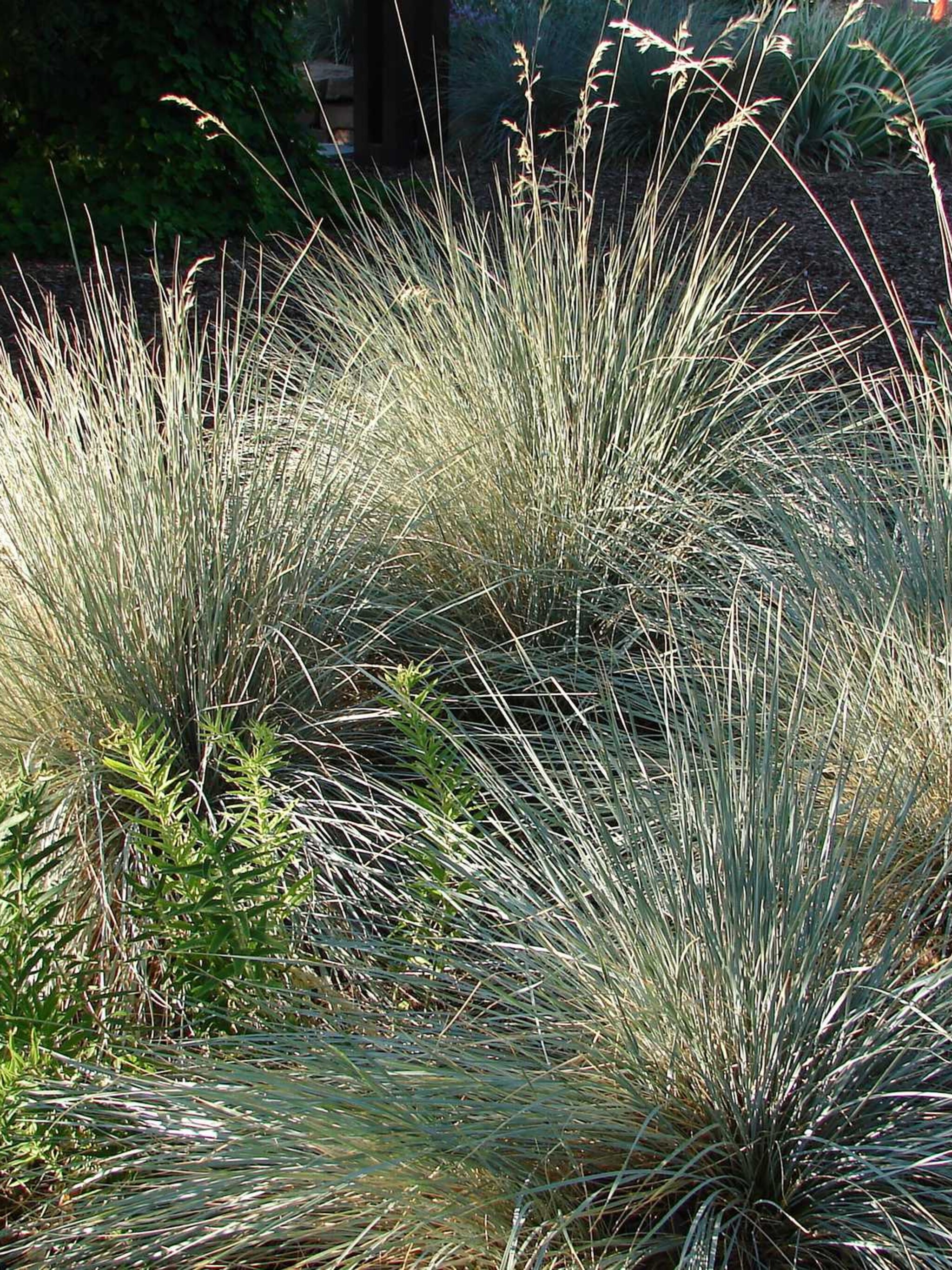 sierhaver helictotrichon sempervirens pendula
