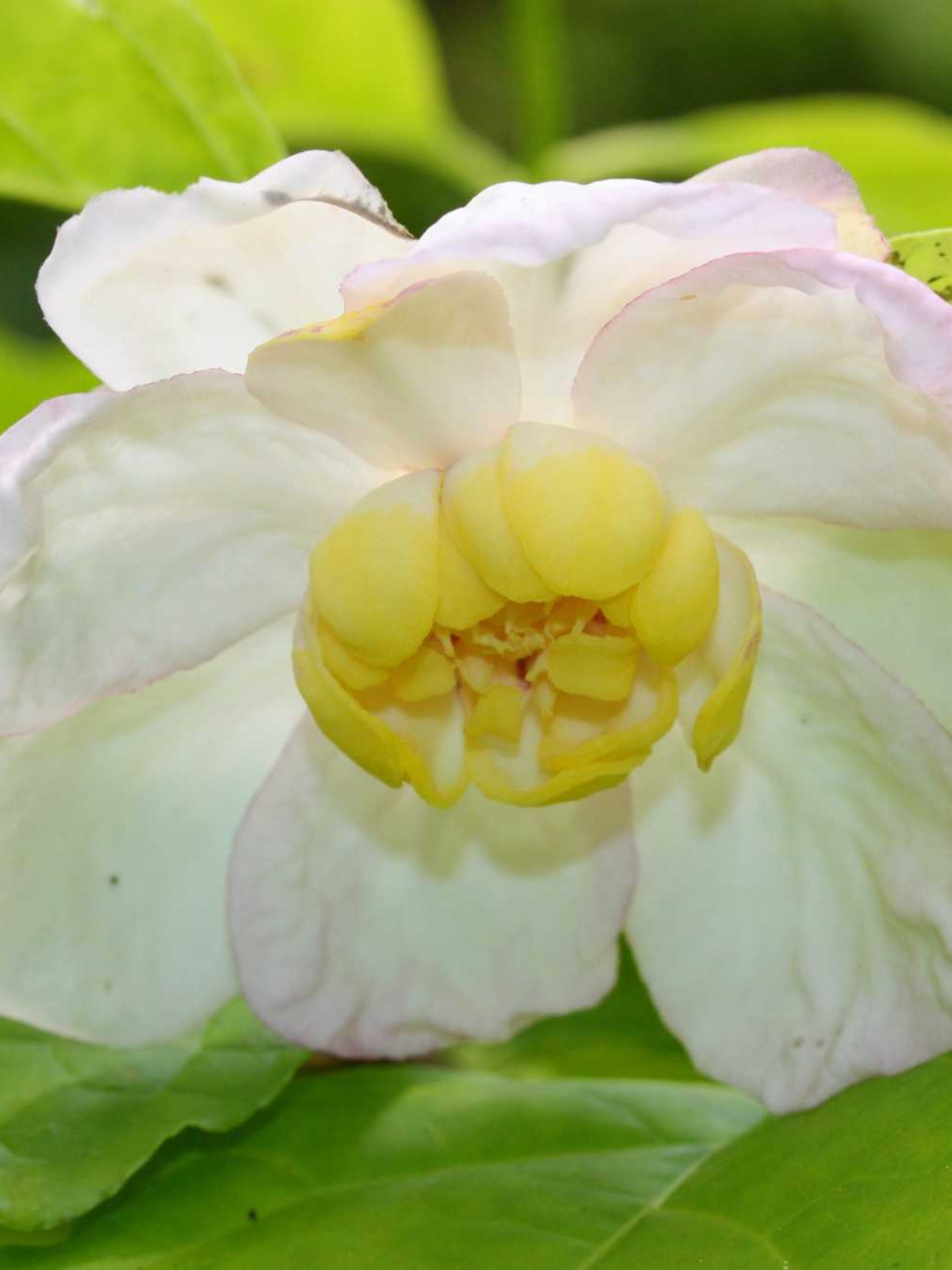 sinocalycanthus