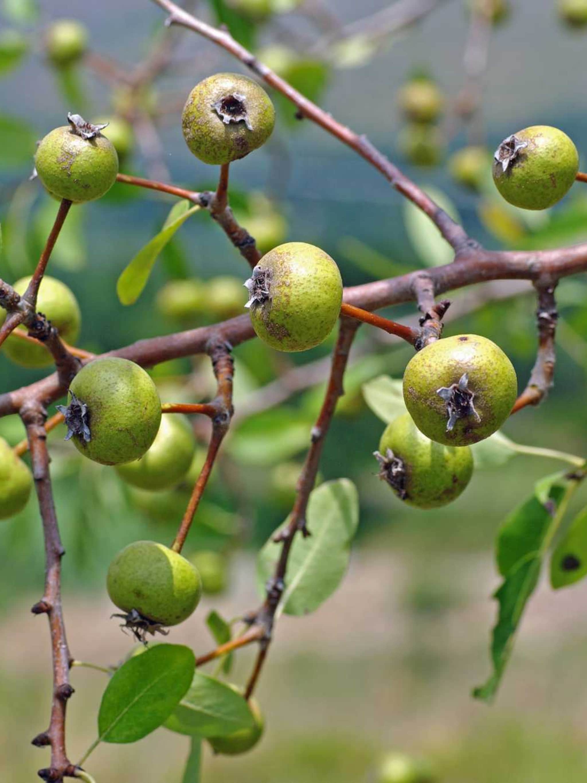 sierpeer pyrus