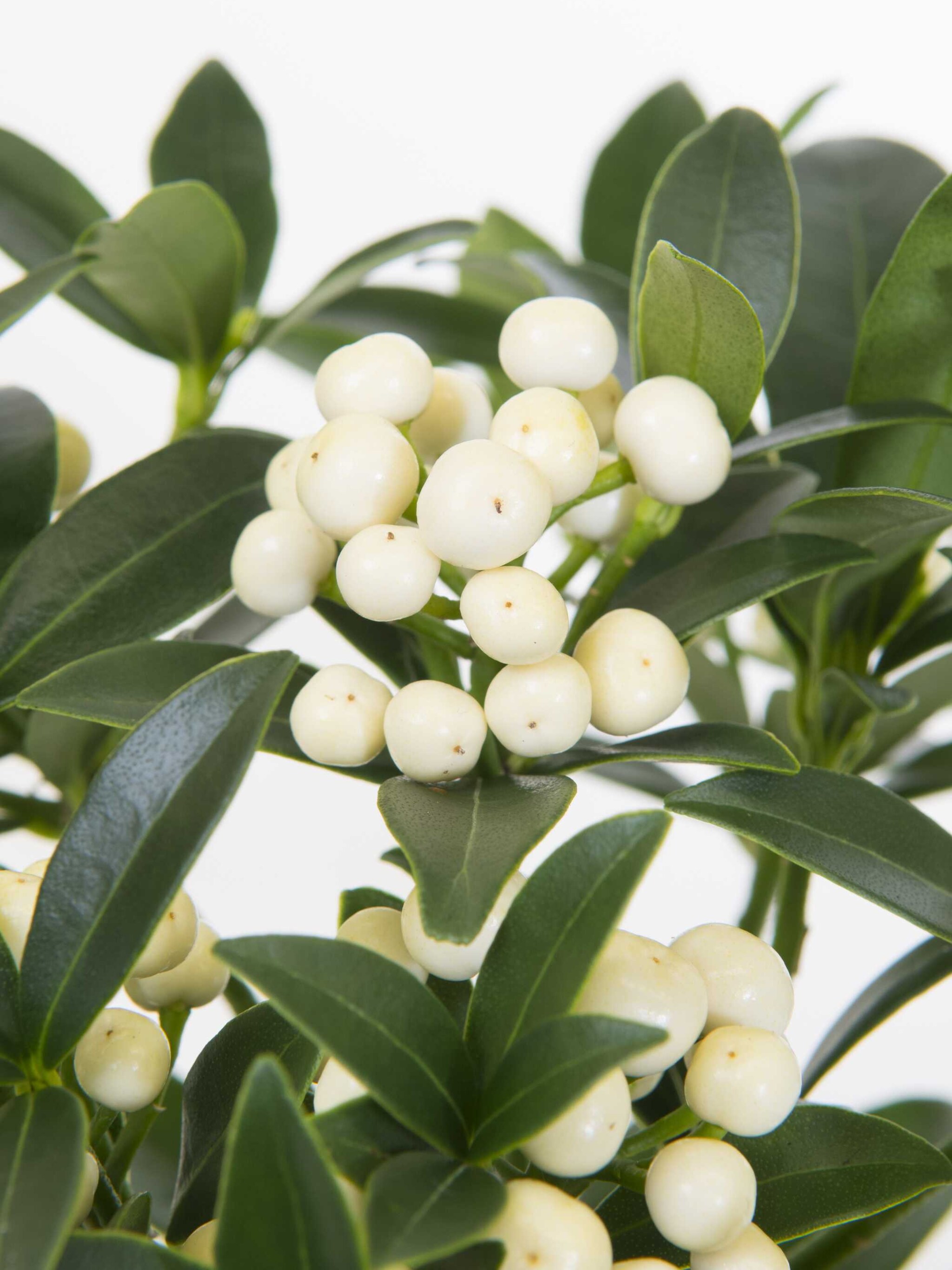 skimmia kew white
