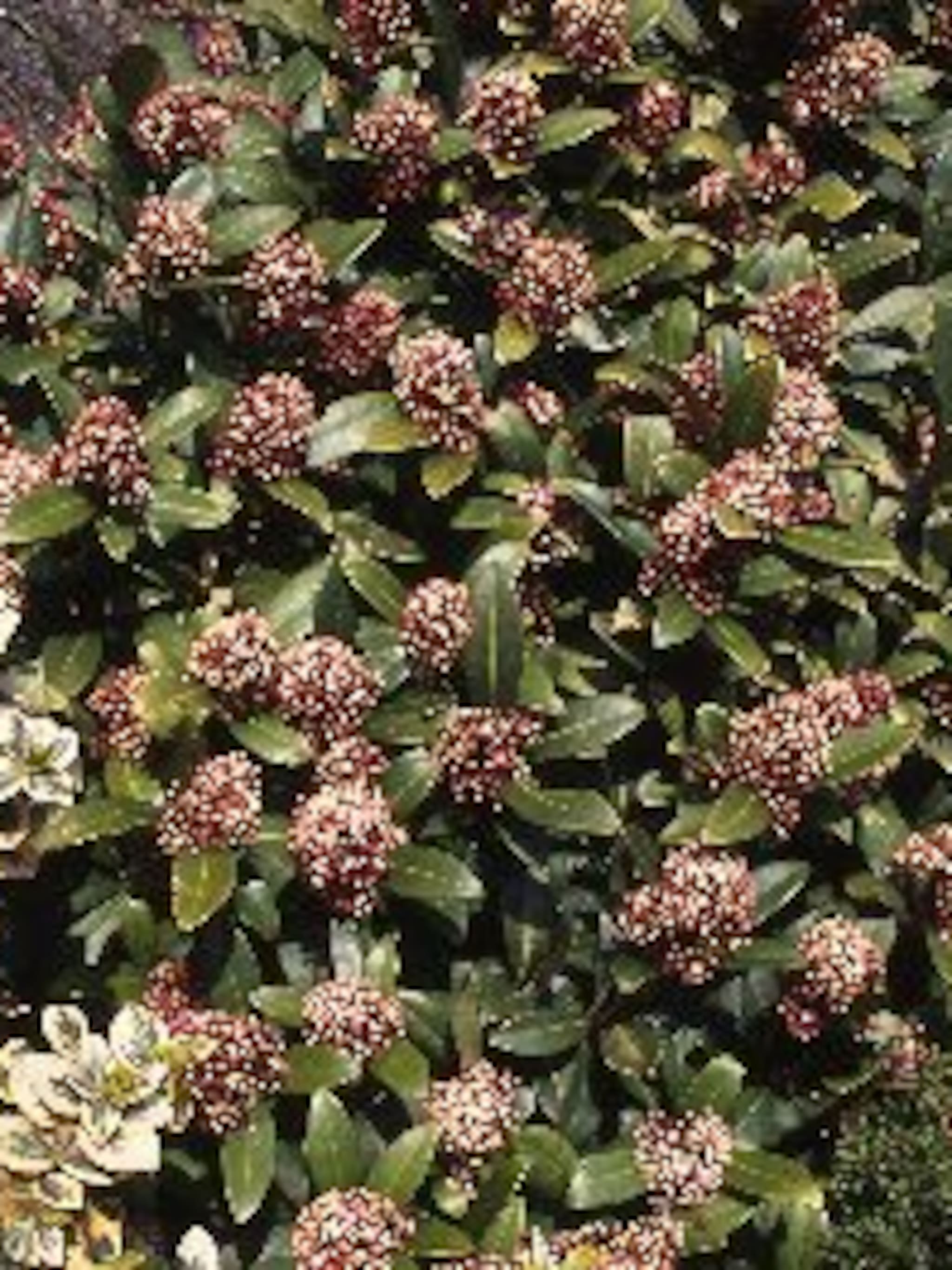 skimmia rubella