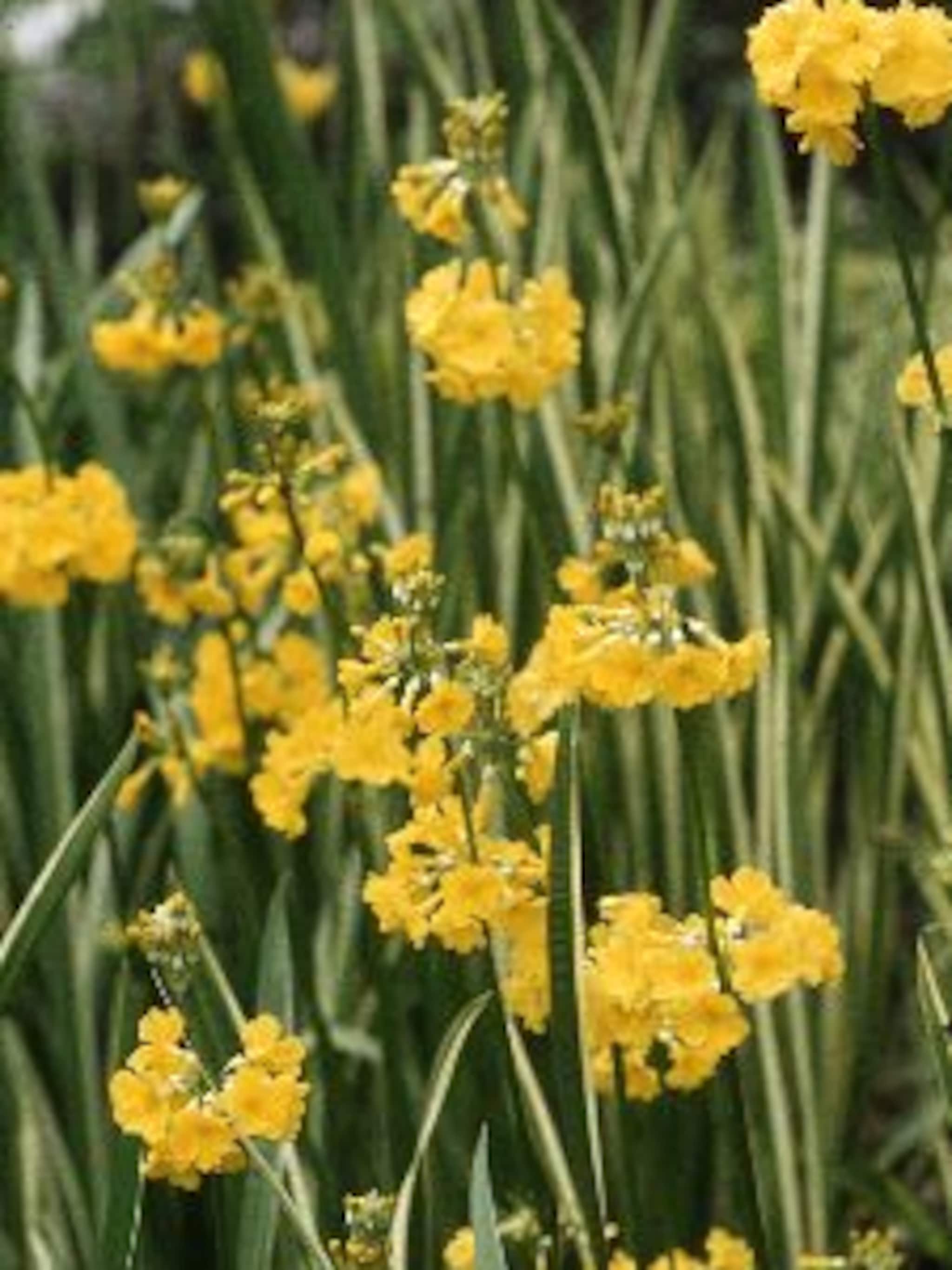 sleutelbloem