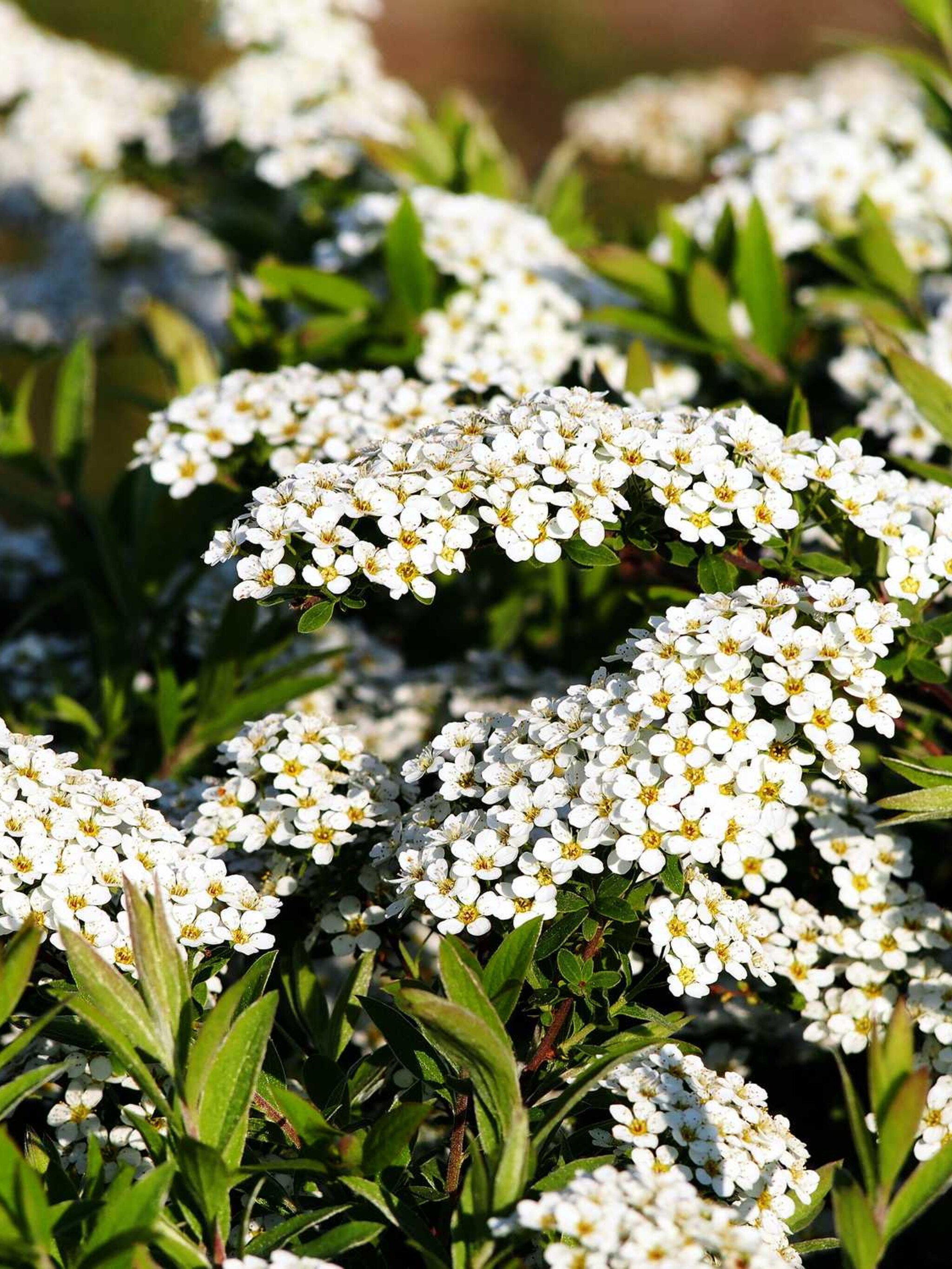 spierstruik graciosa