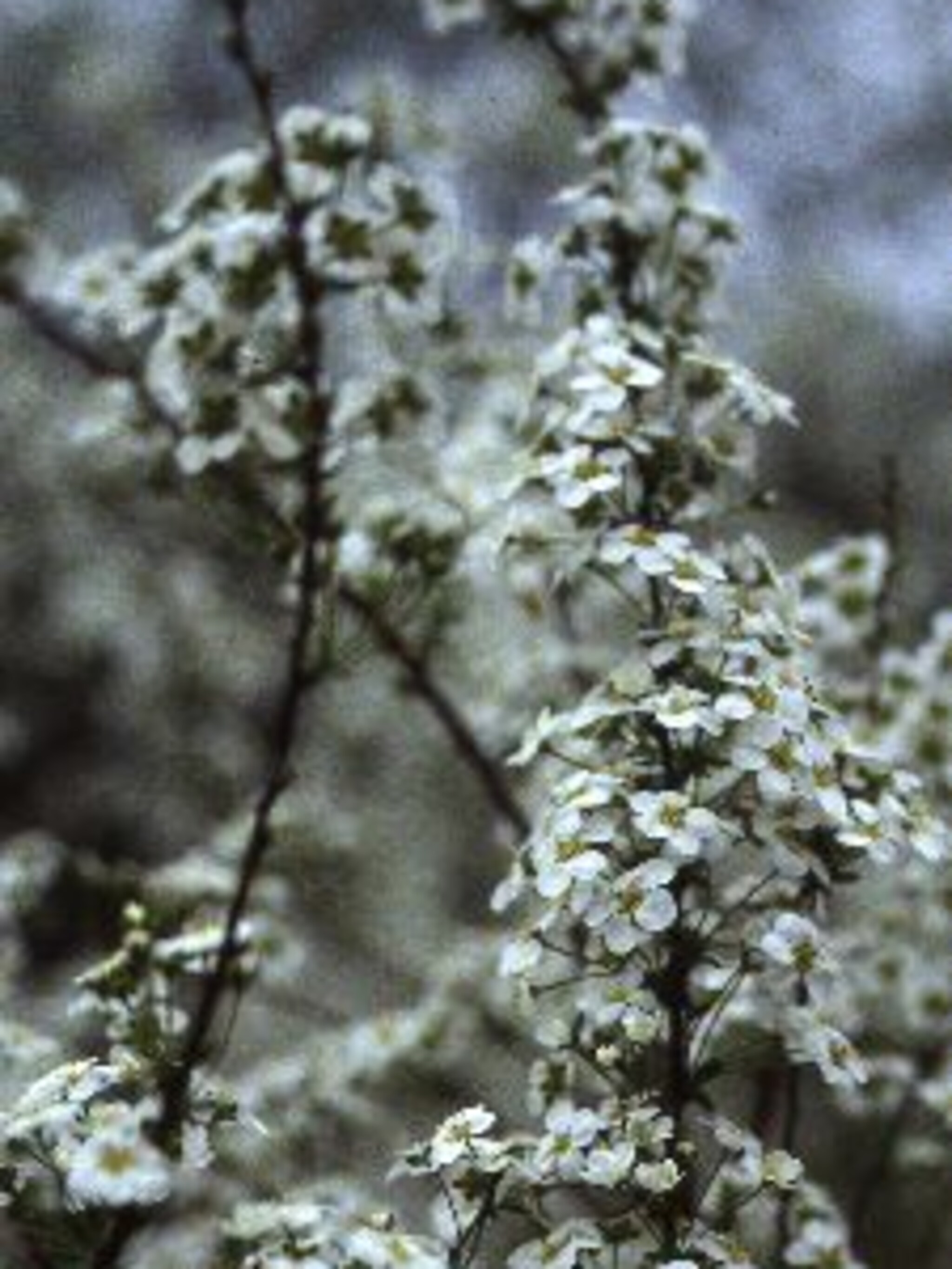 spierstruik arguta