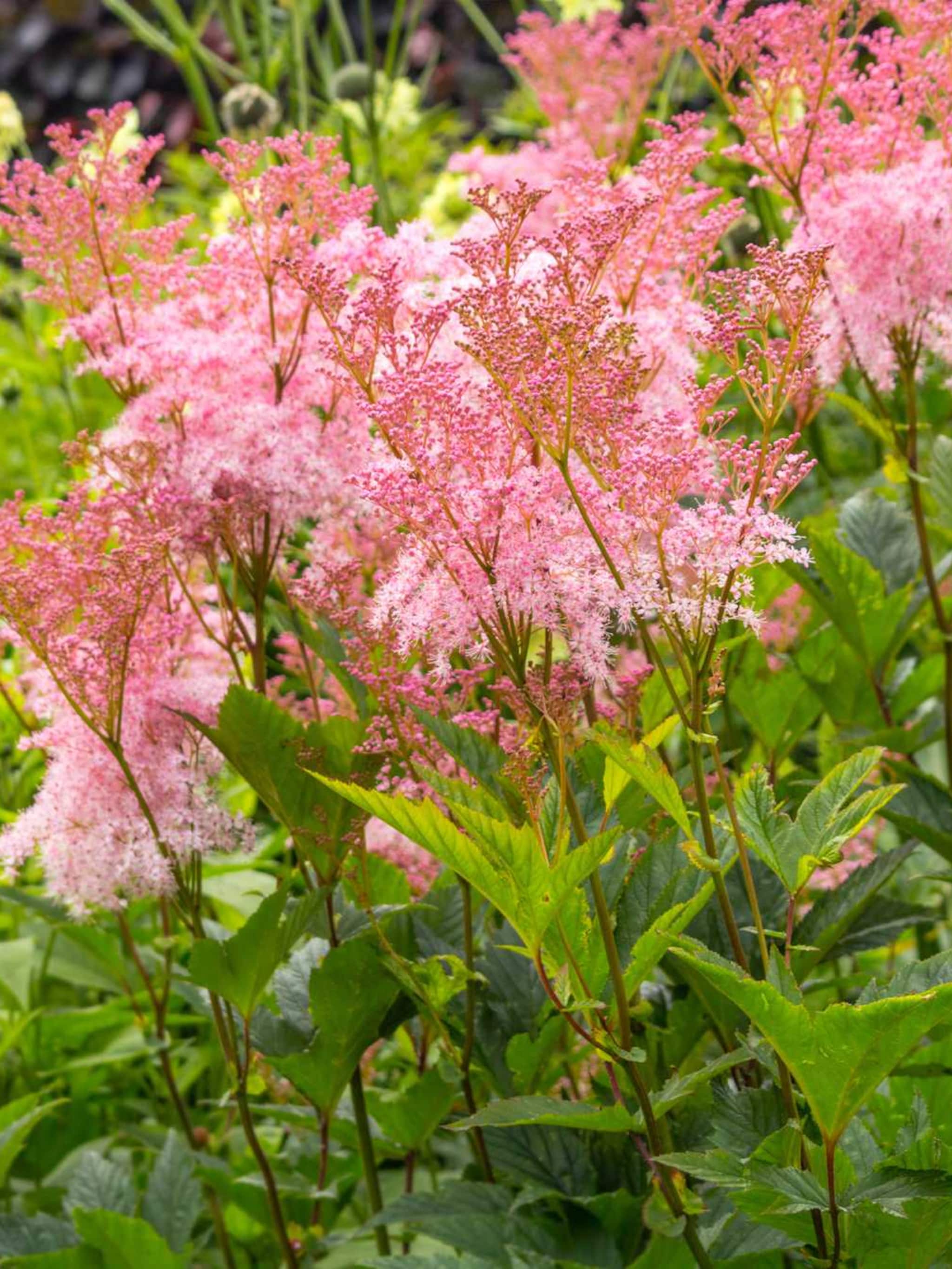 moerasspirea kahome