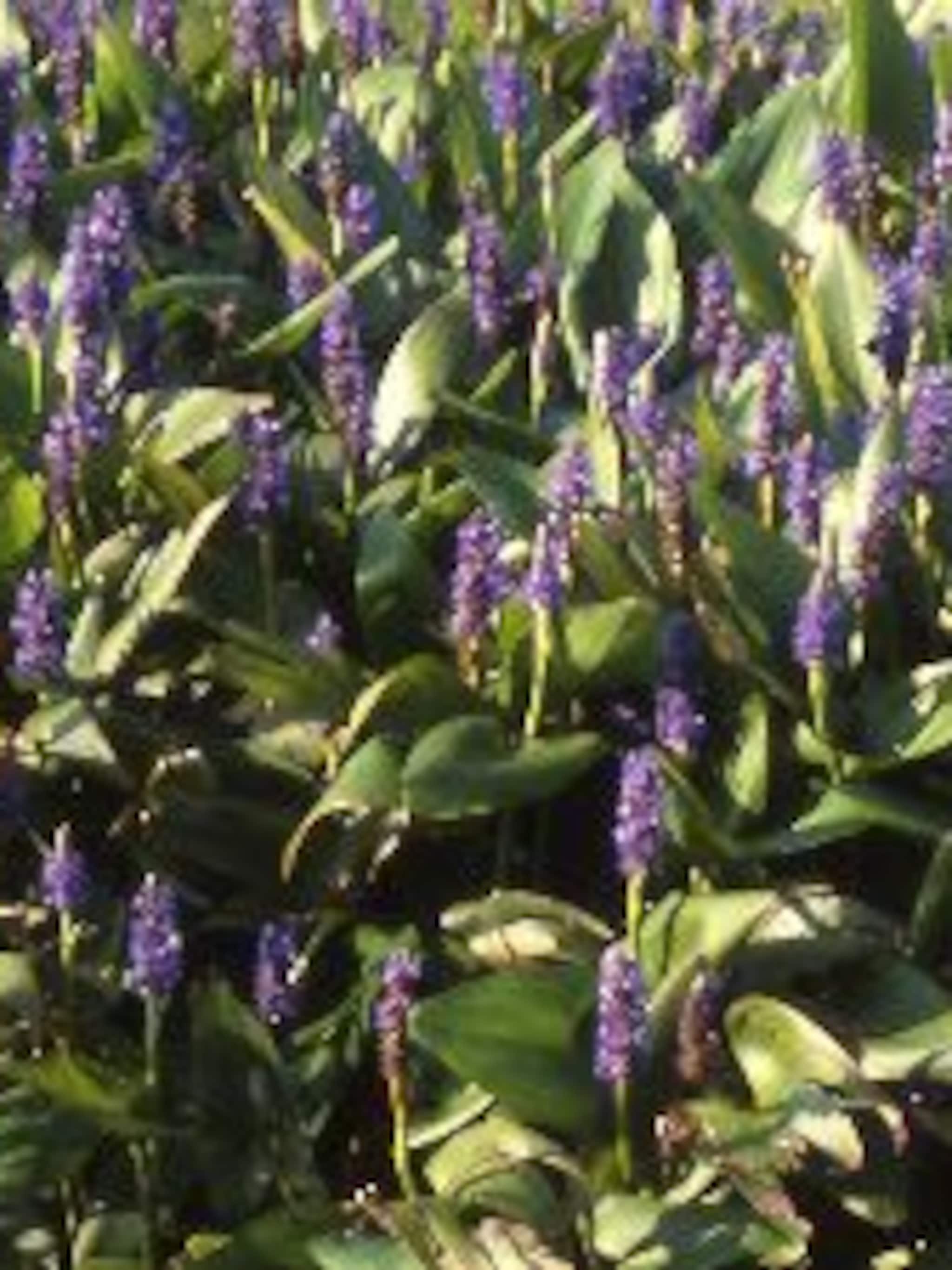 snoekkruid pontederia cordata