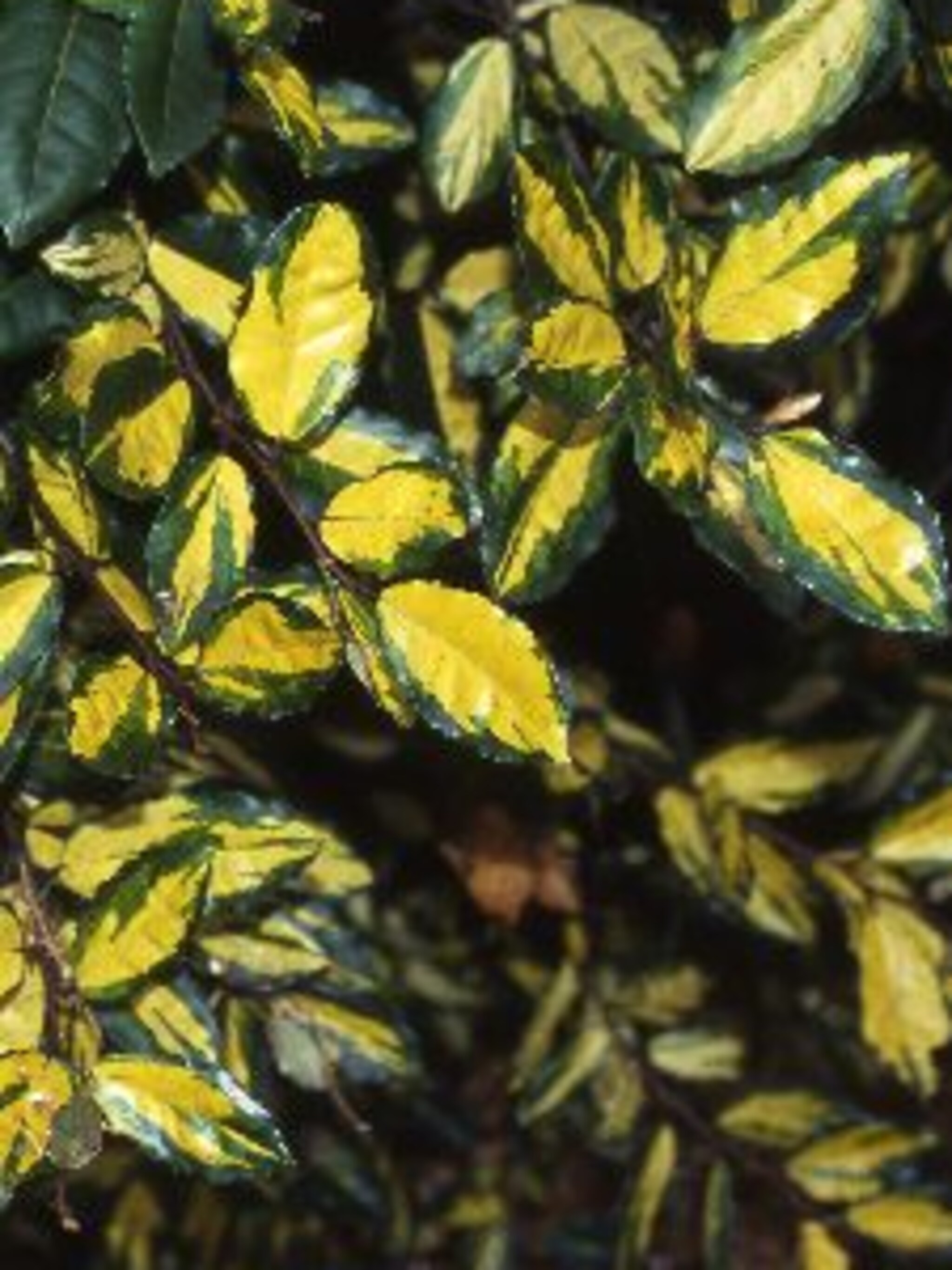 olijfwilg maculata